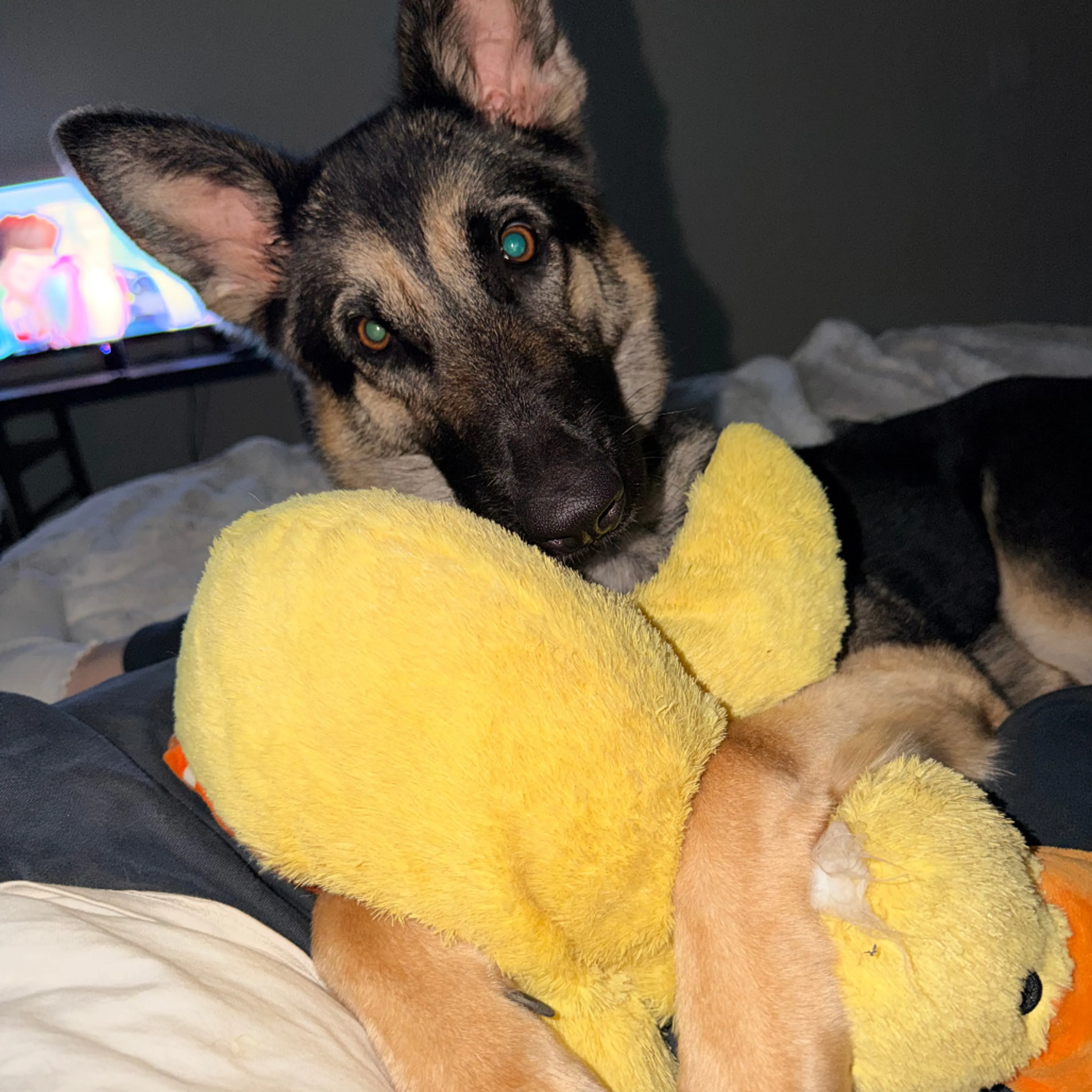 Found pet-3