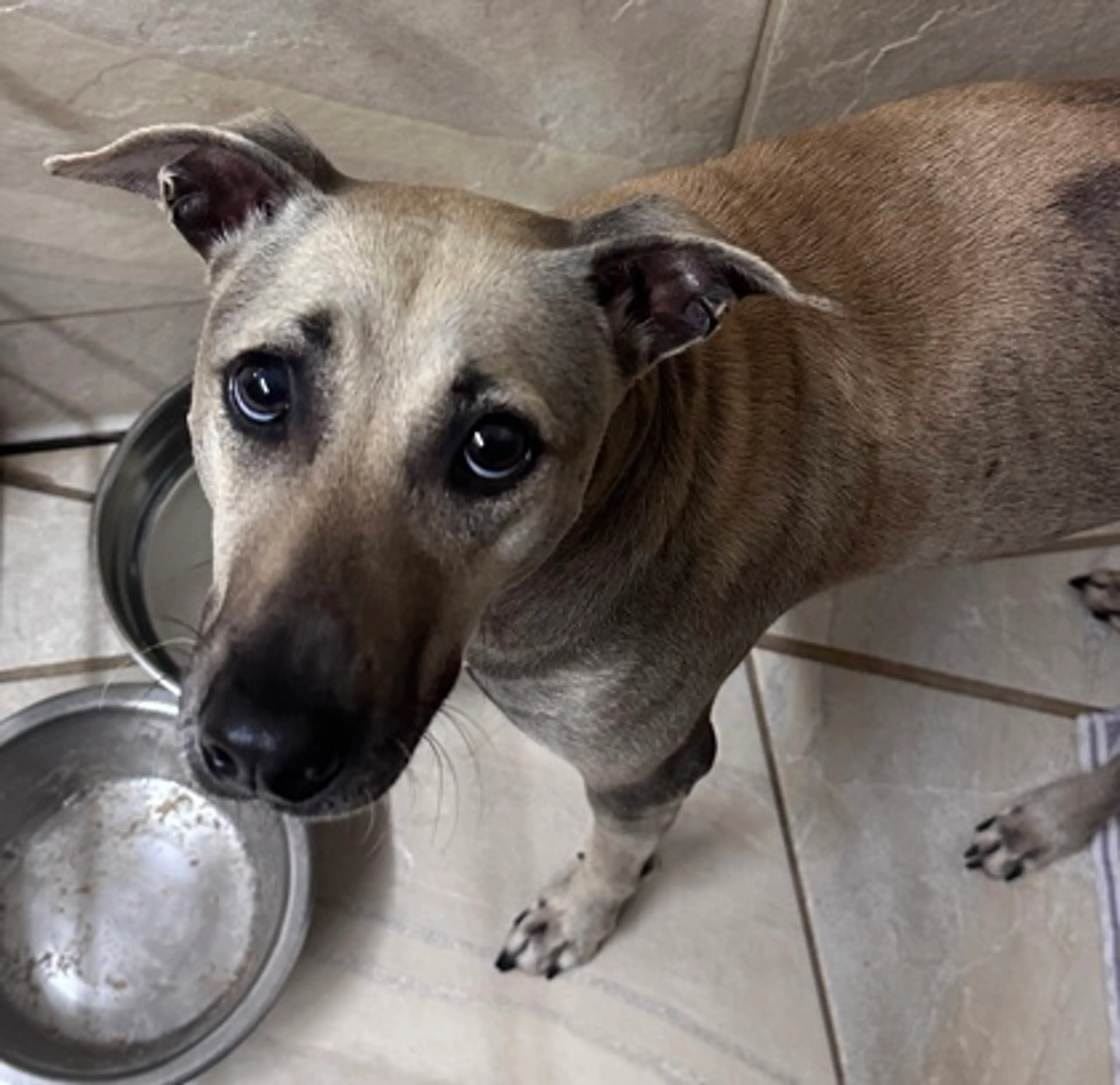 Found pet