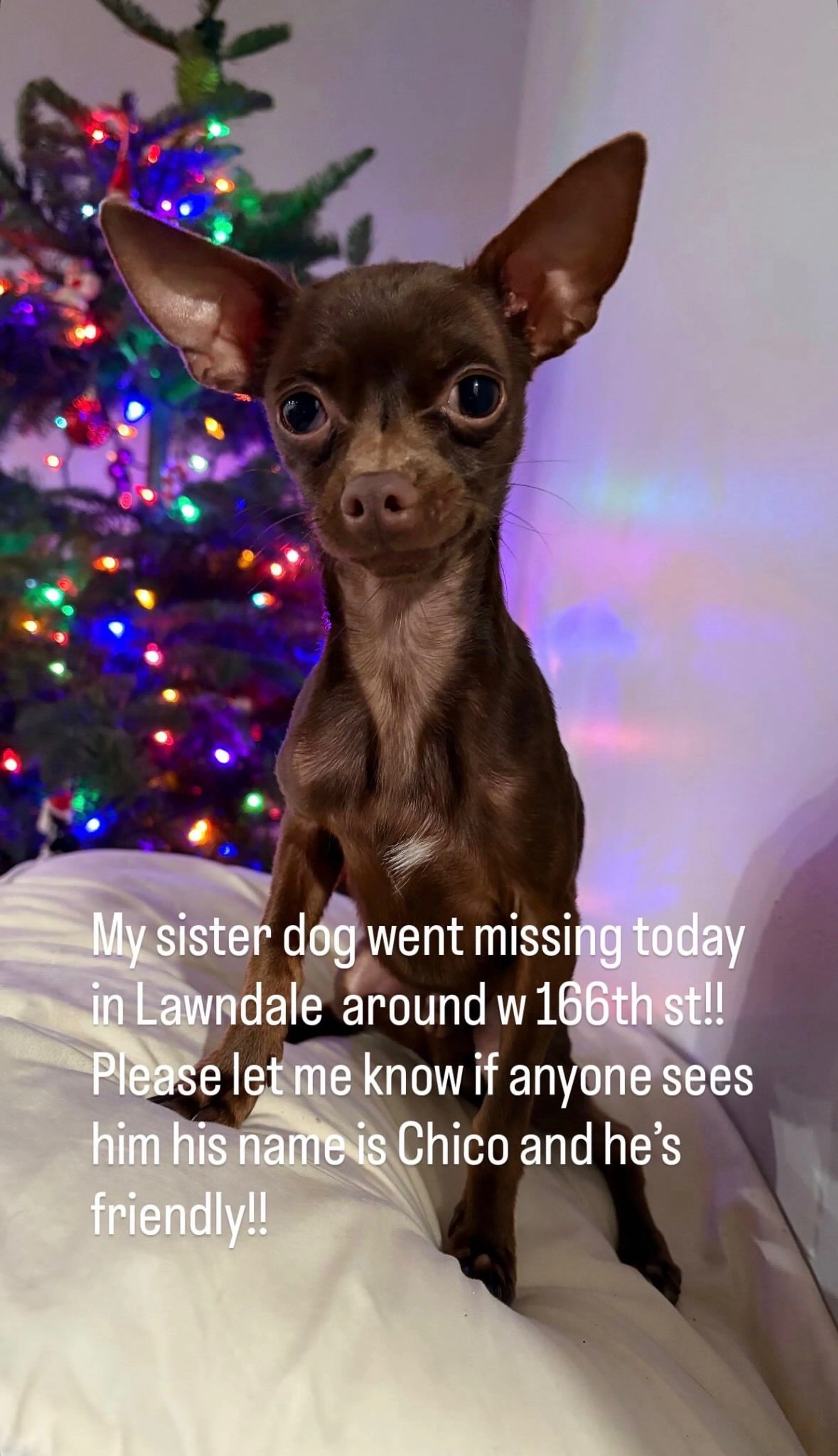 Lost pet
