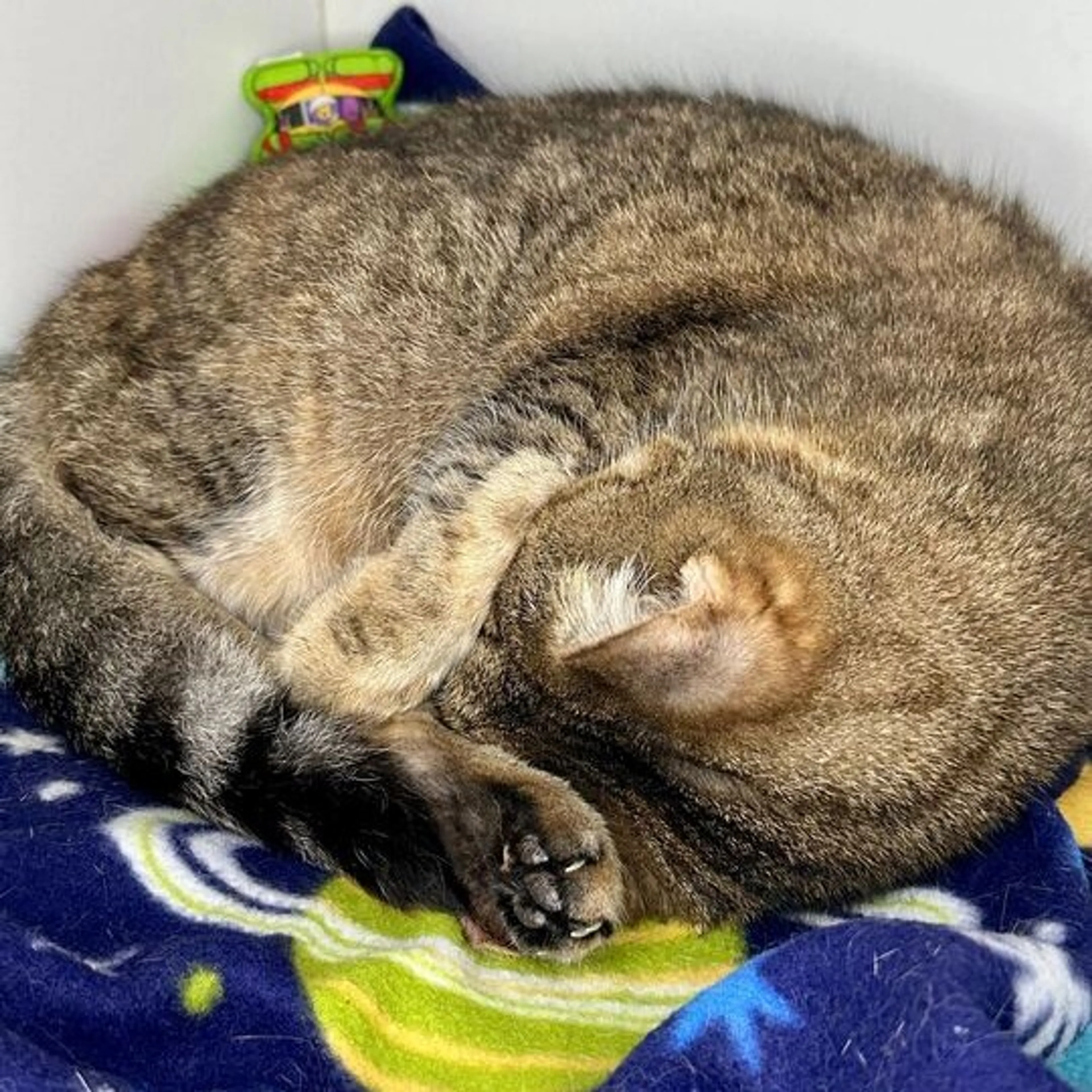 Found pet-2