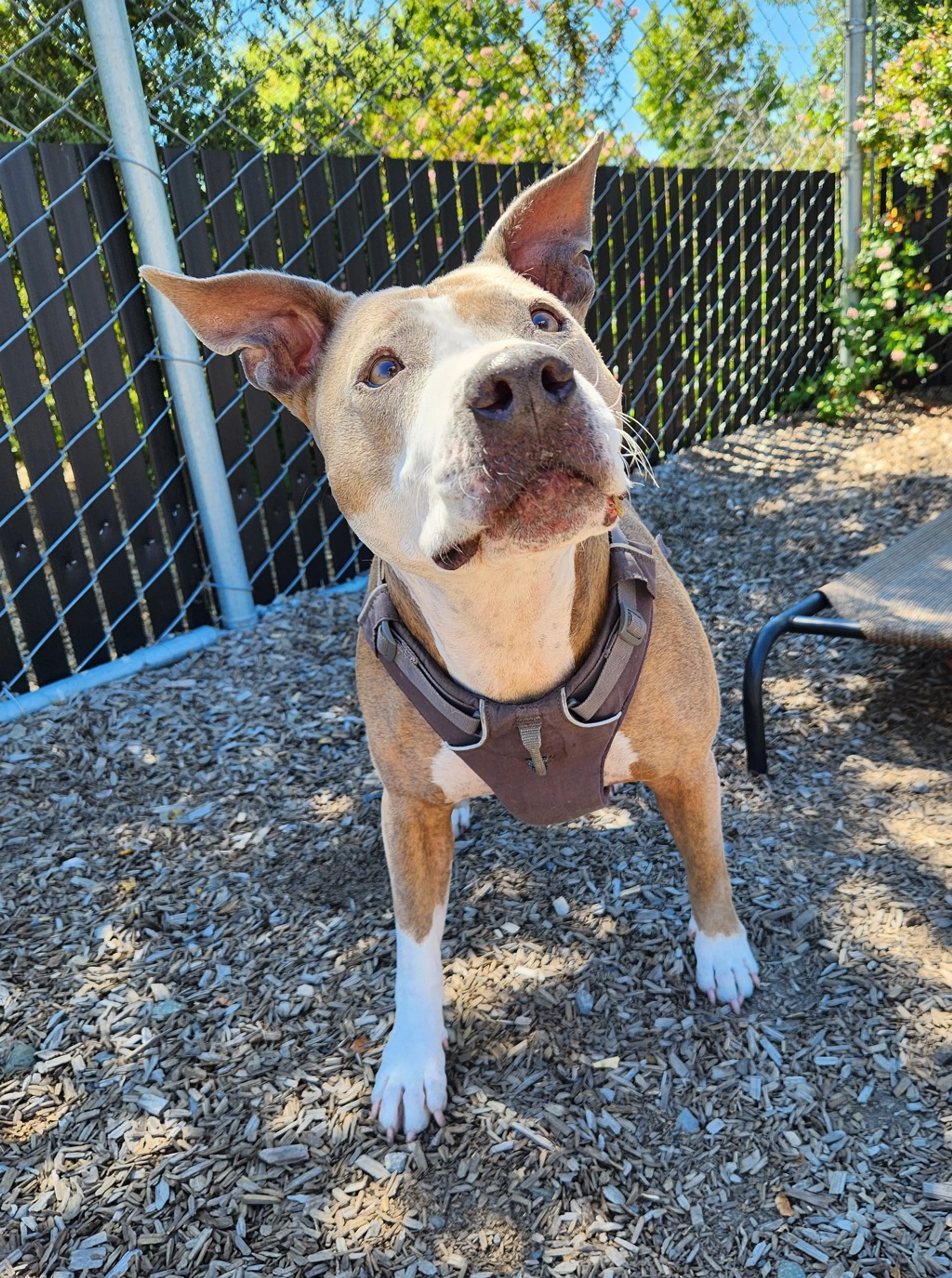 Found pet-2