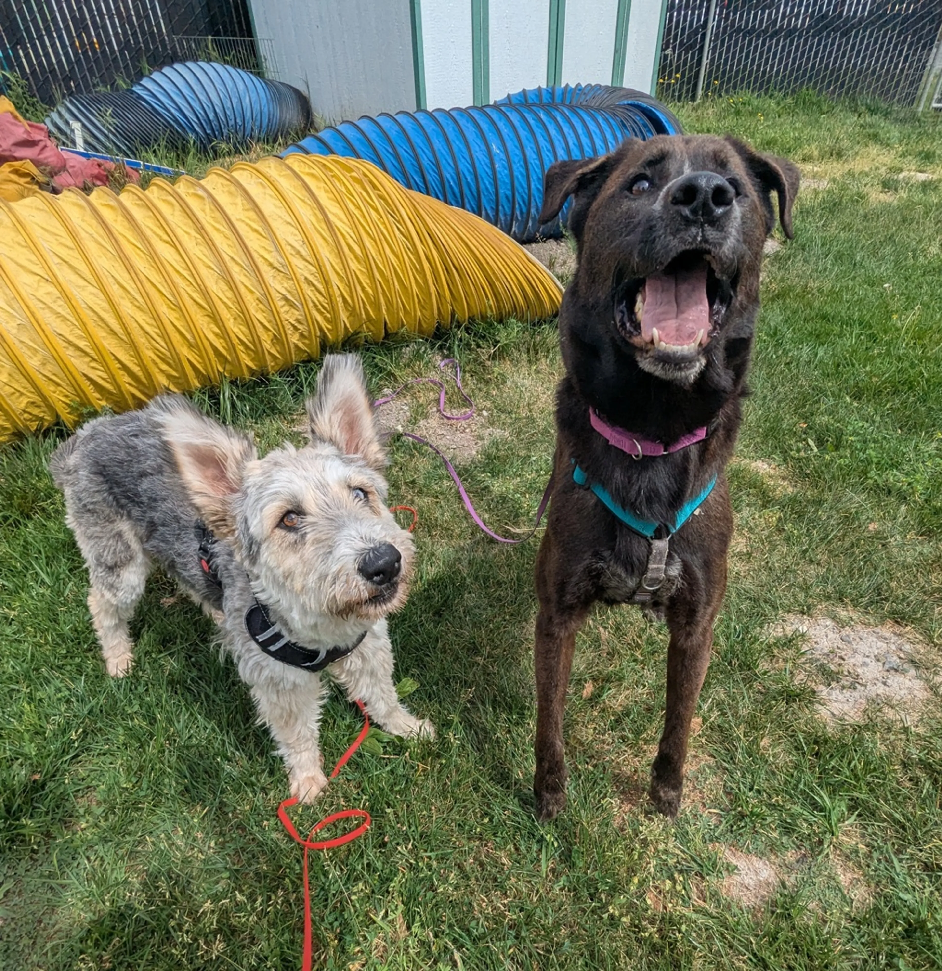 Found pet-2