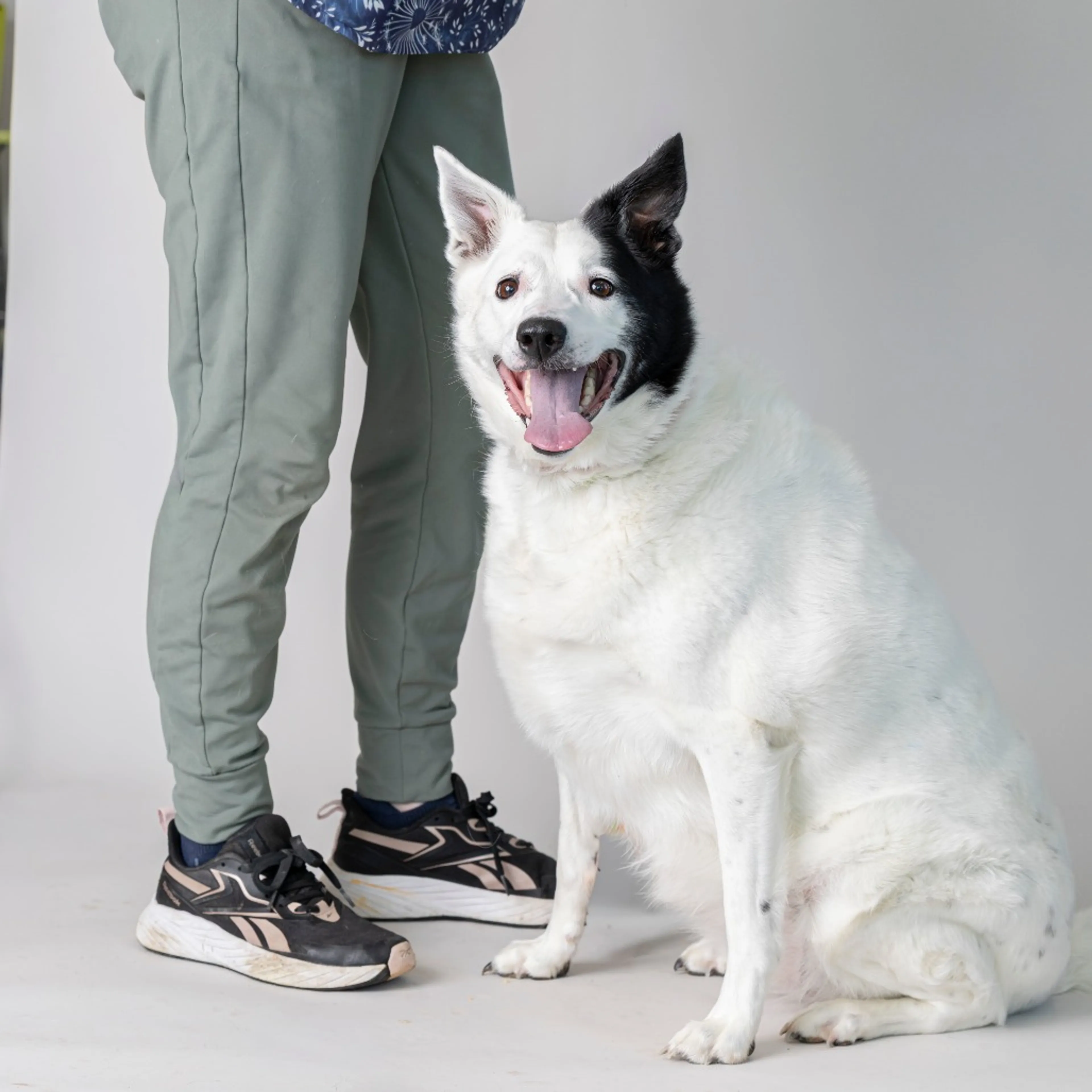 Found pet-4