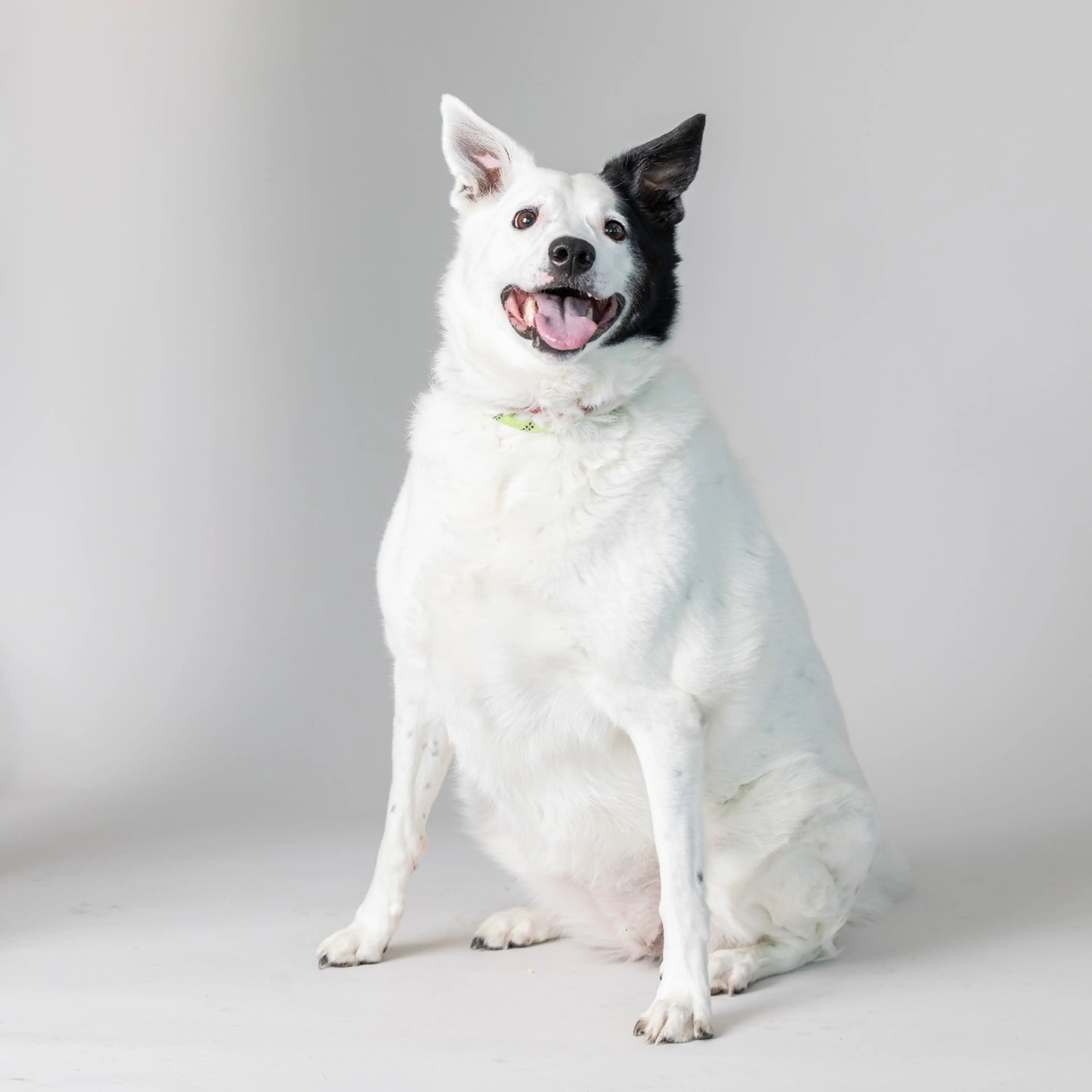 Found pet-2