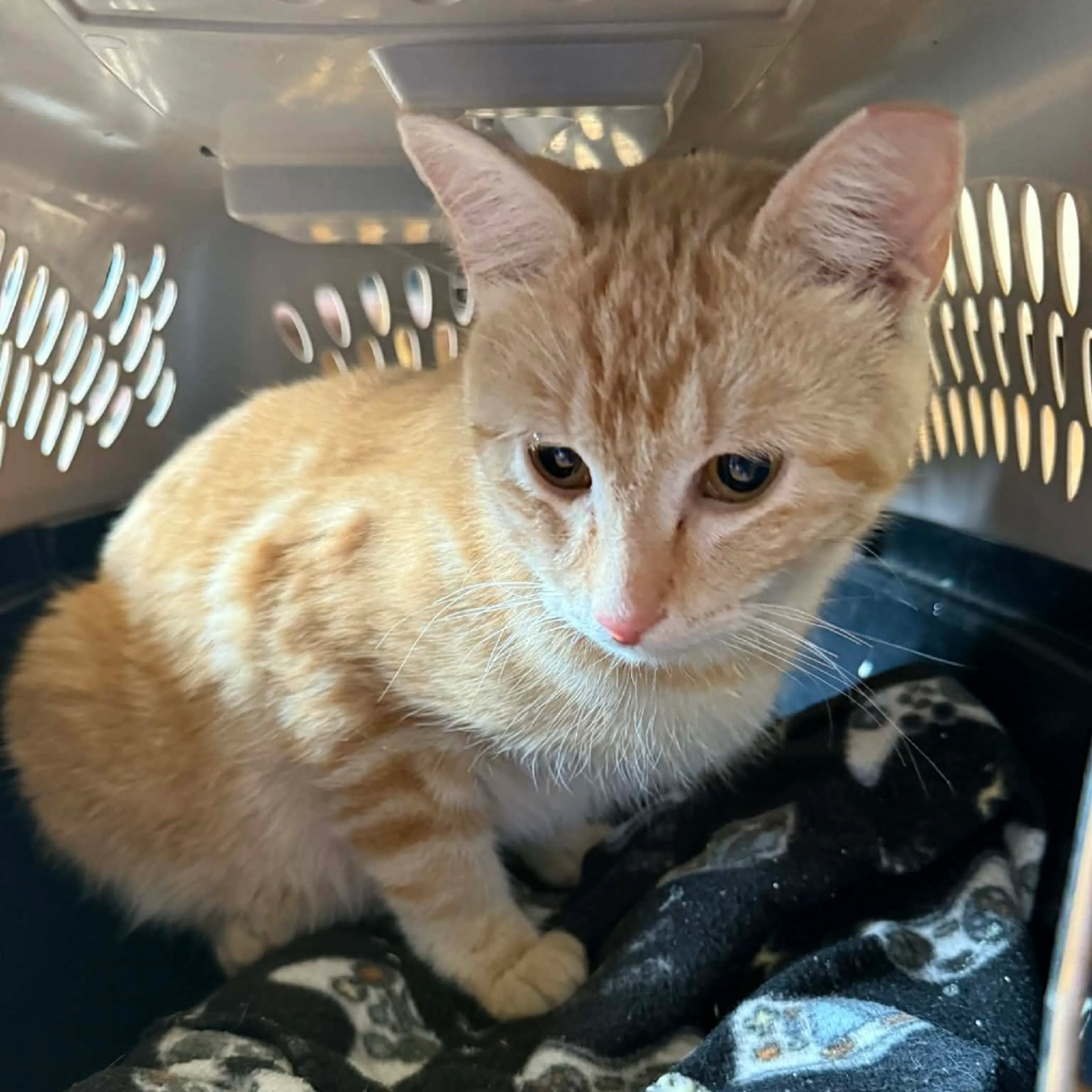 Found pet