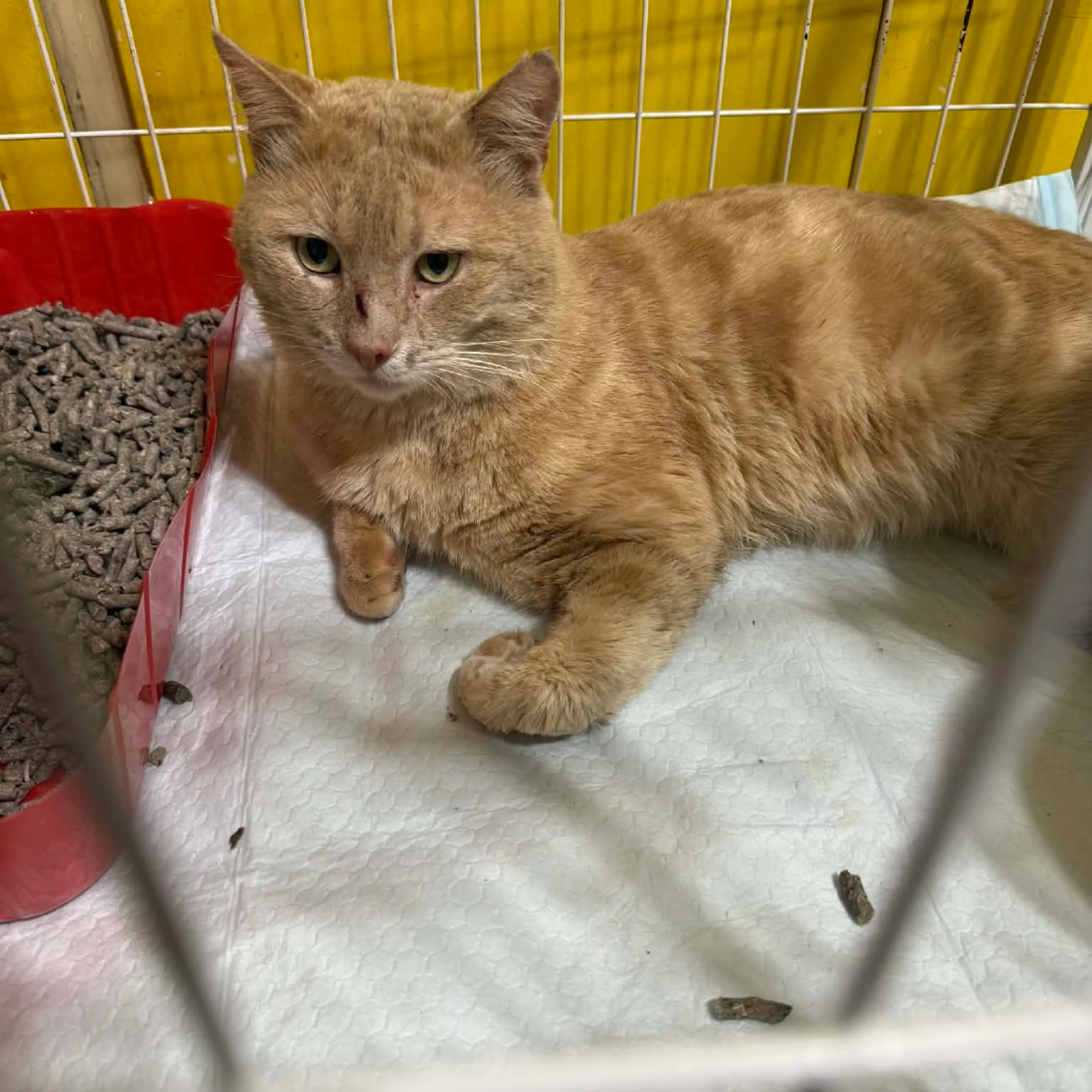 Found pet