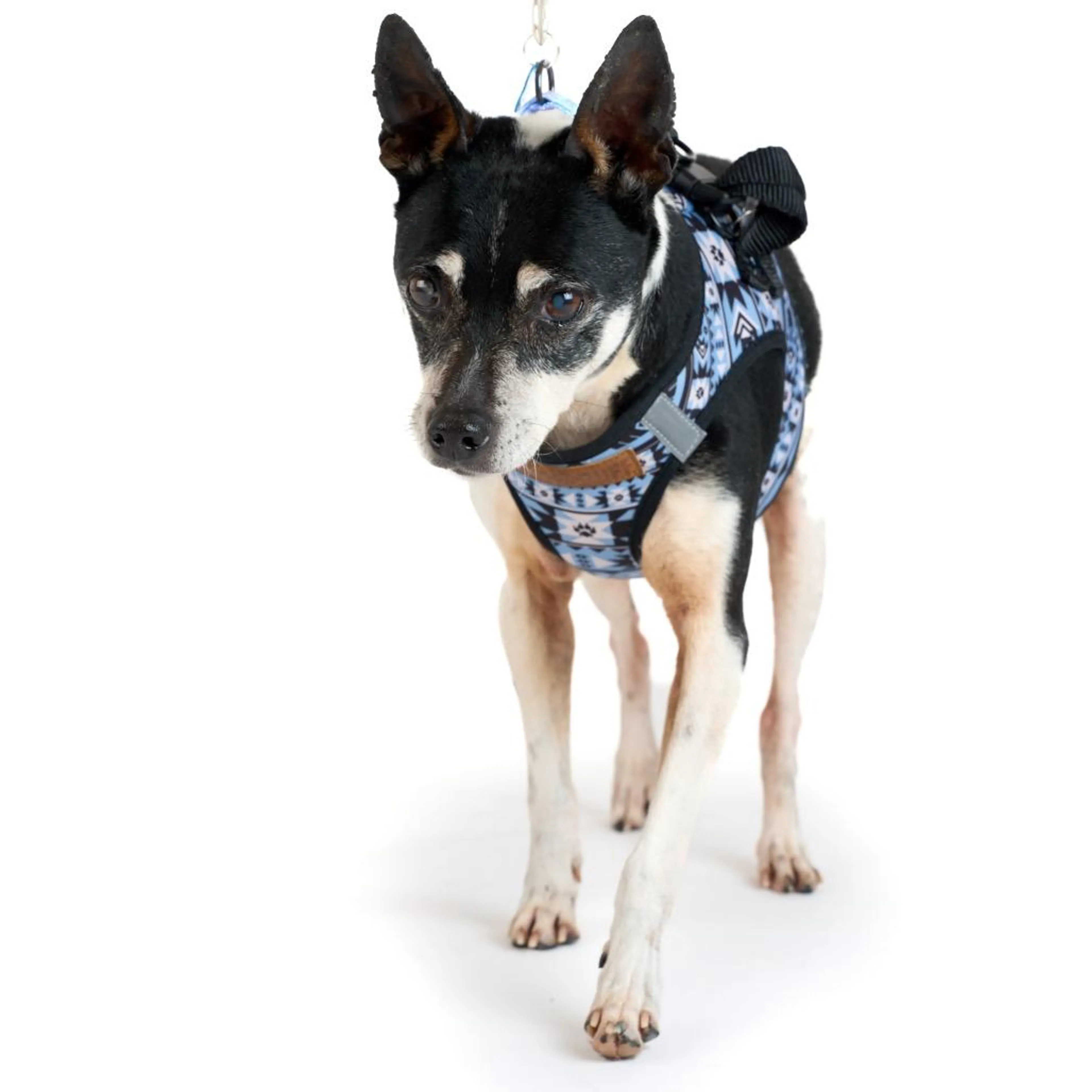 Found pet-5