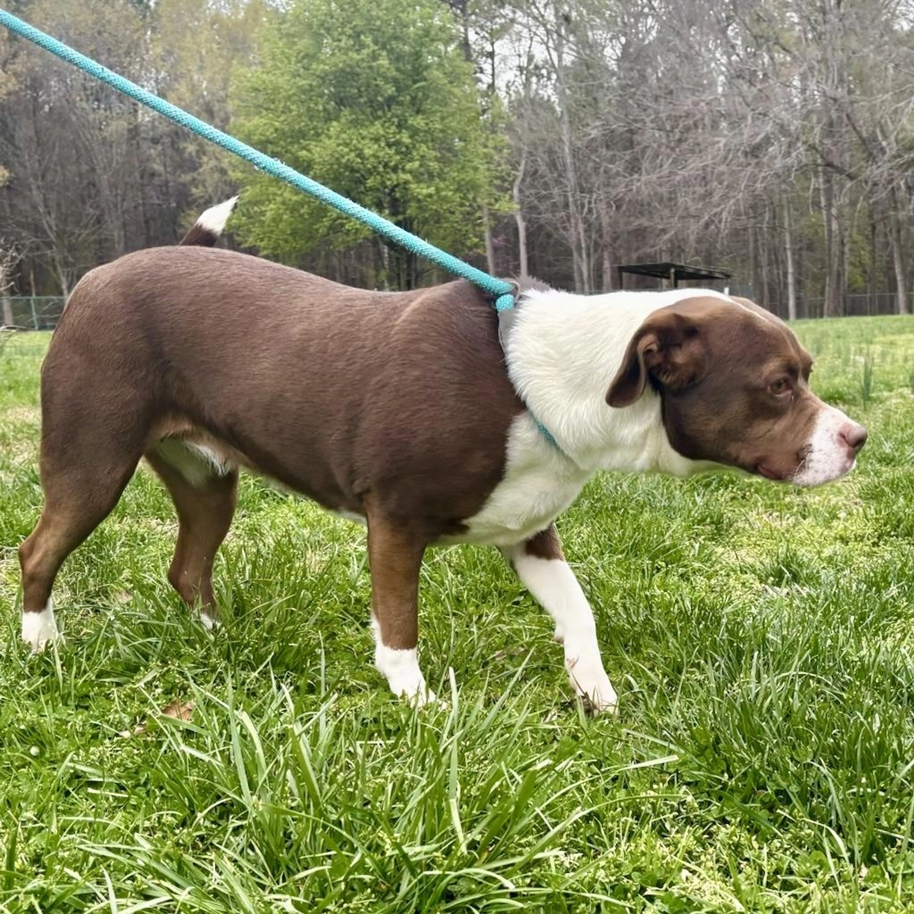 Found pet-1