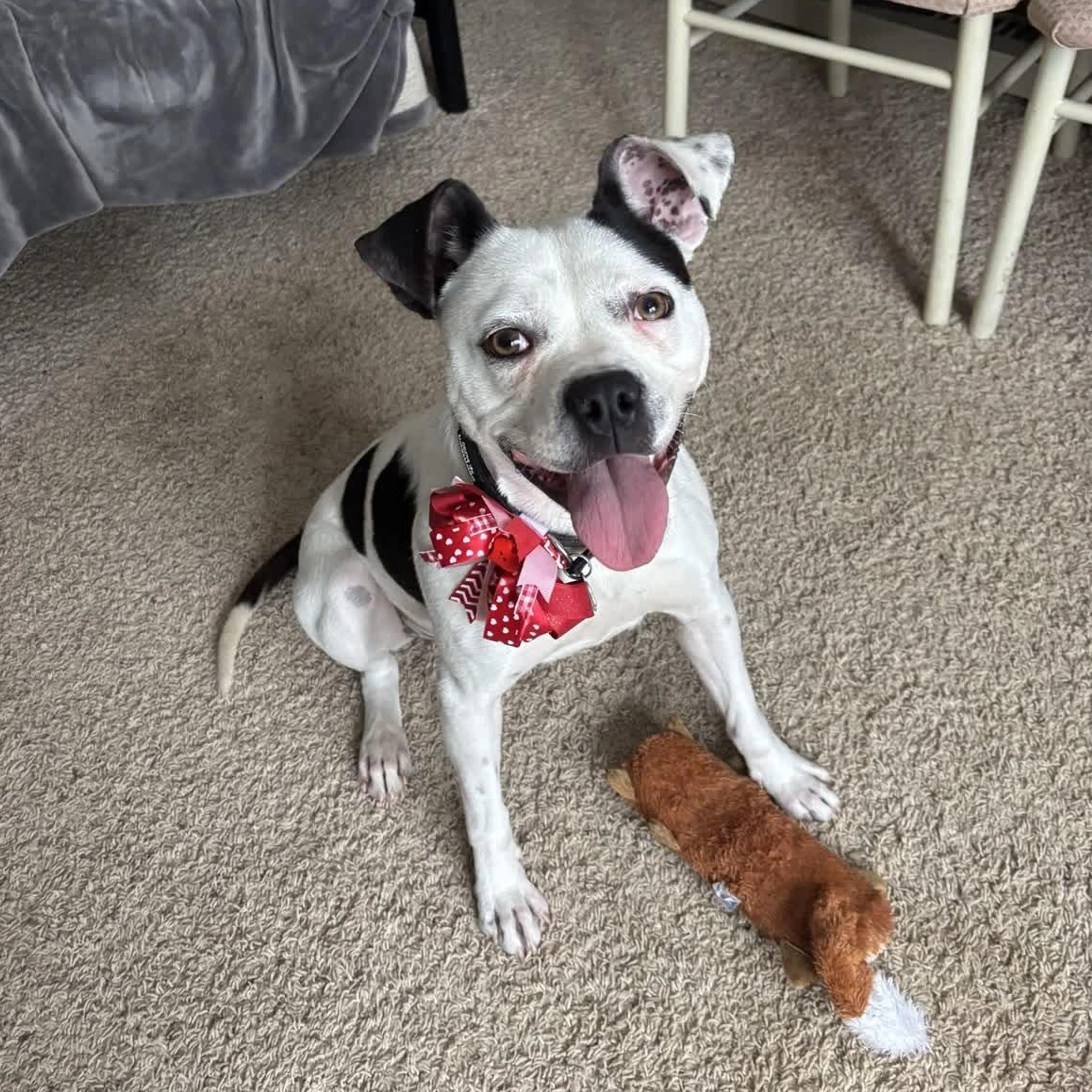 Found pet-1
