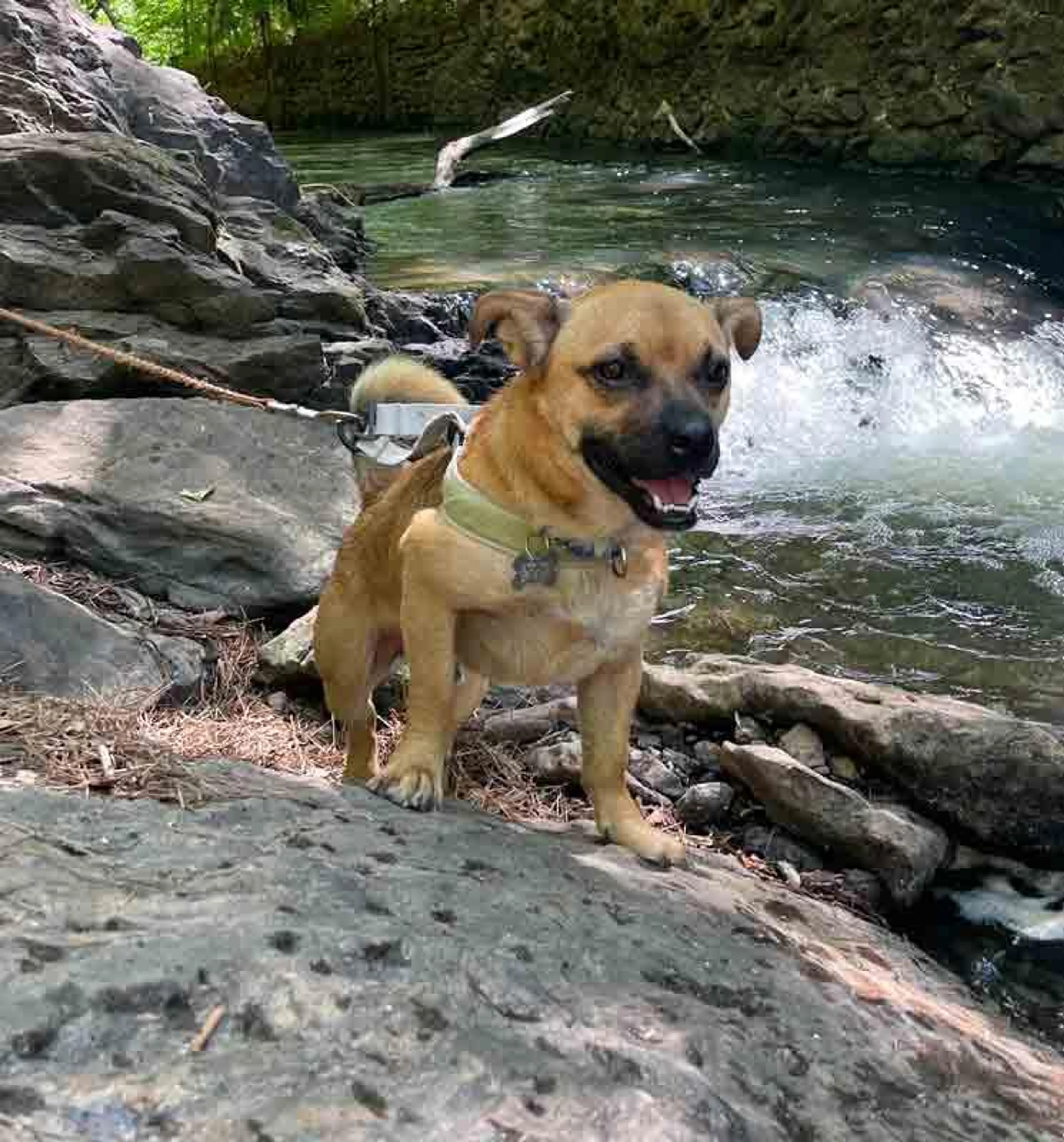 Found pet-5