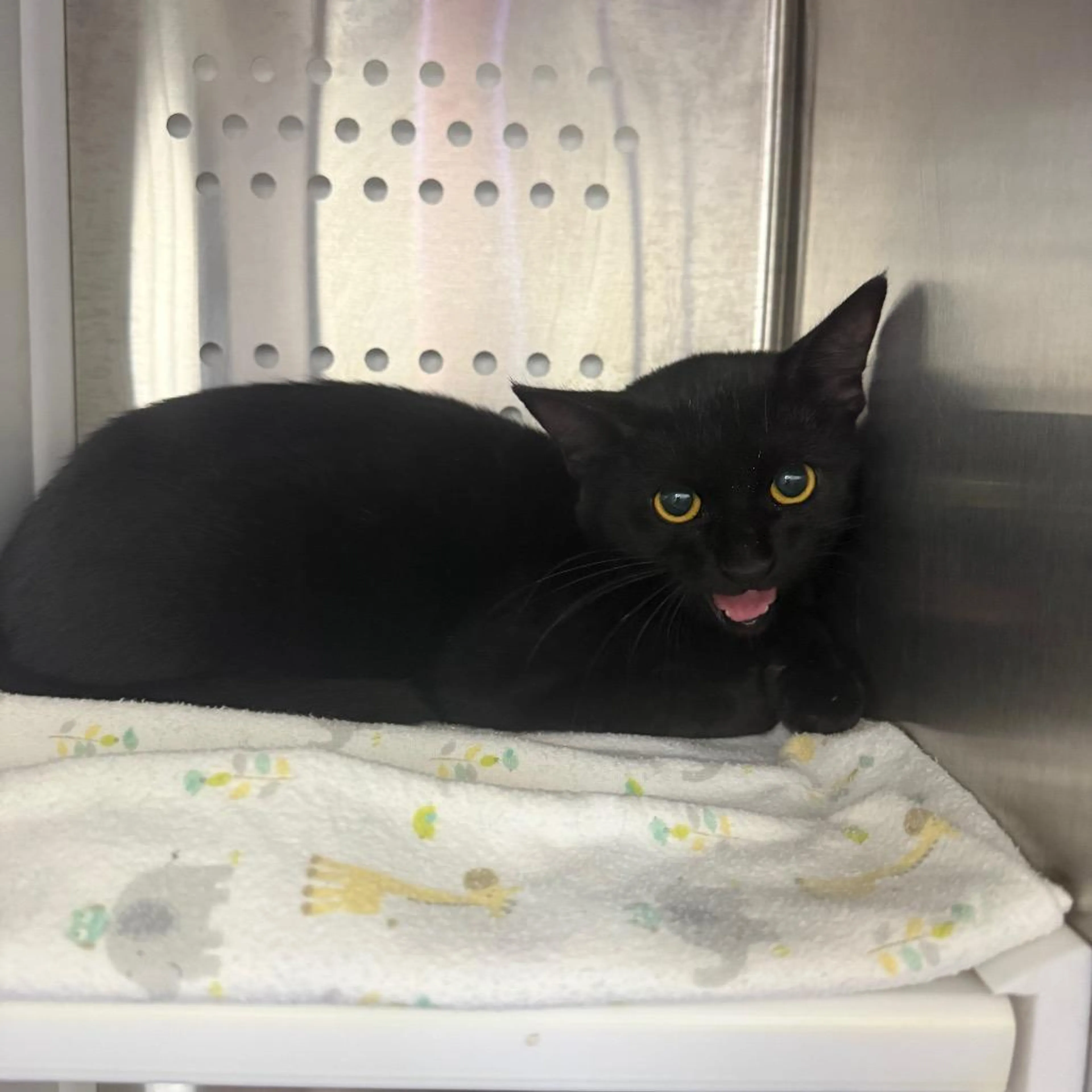 Found pet-1