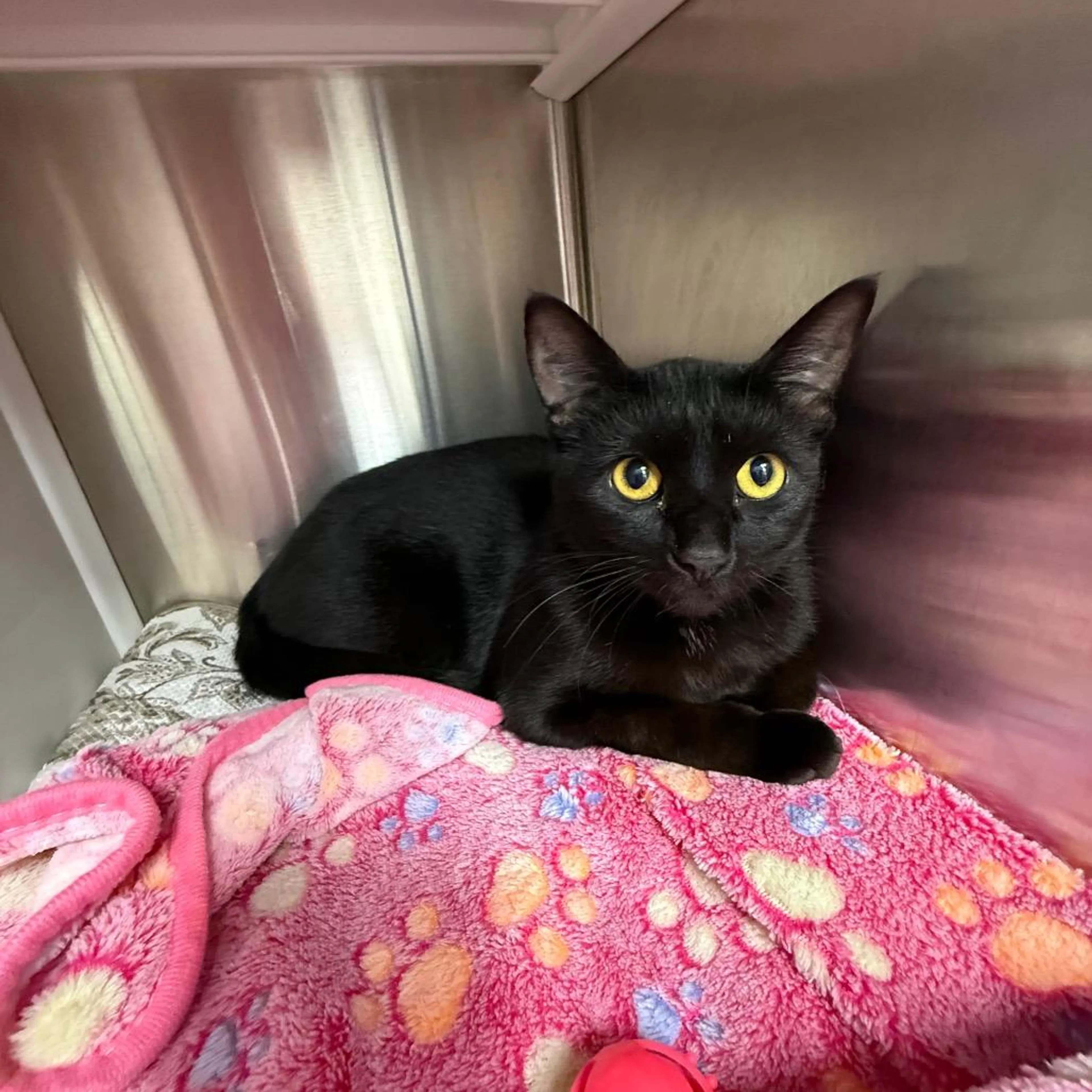 Found pet-2