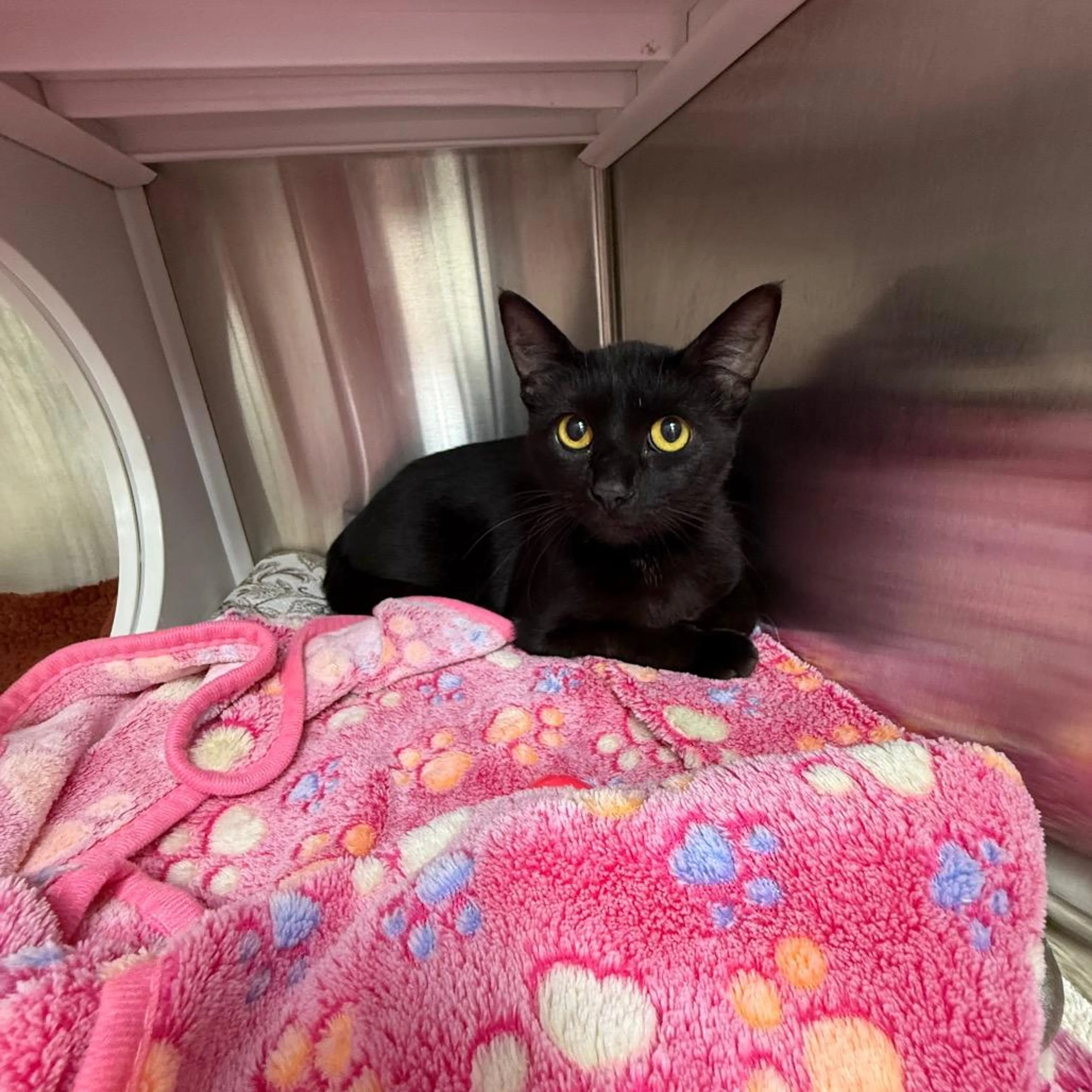 Found pet-3