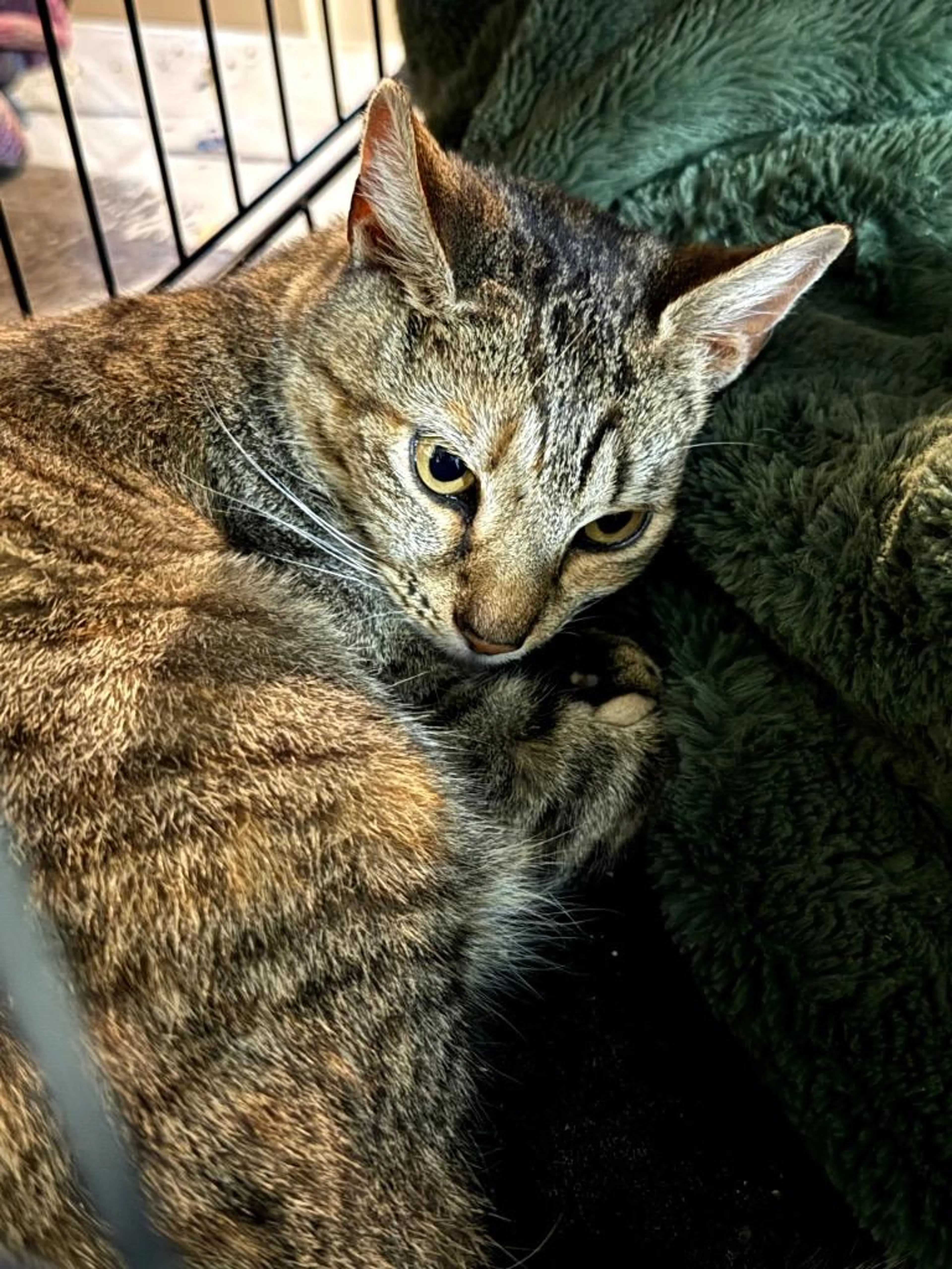 Found pet