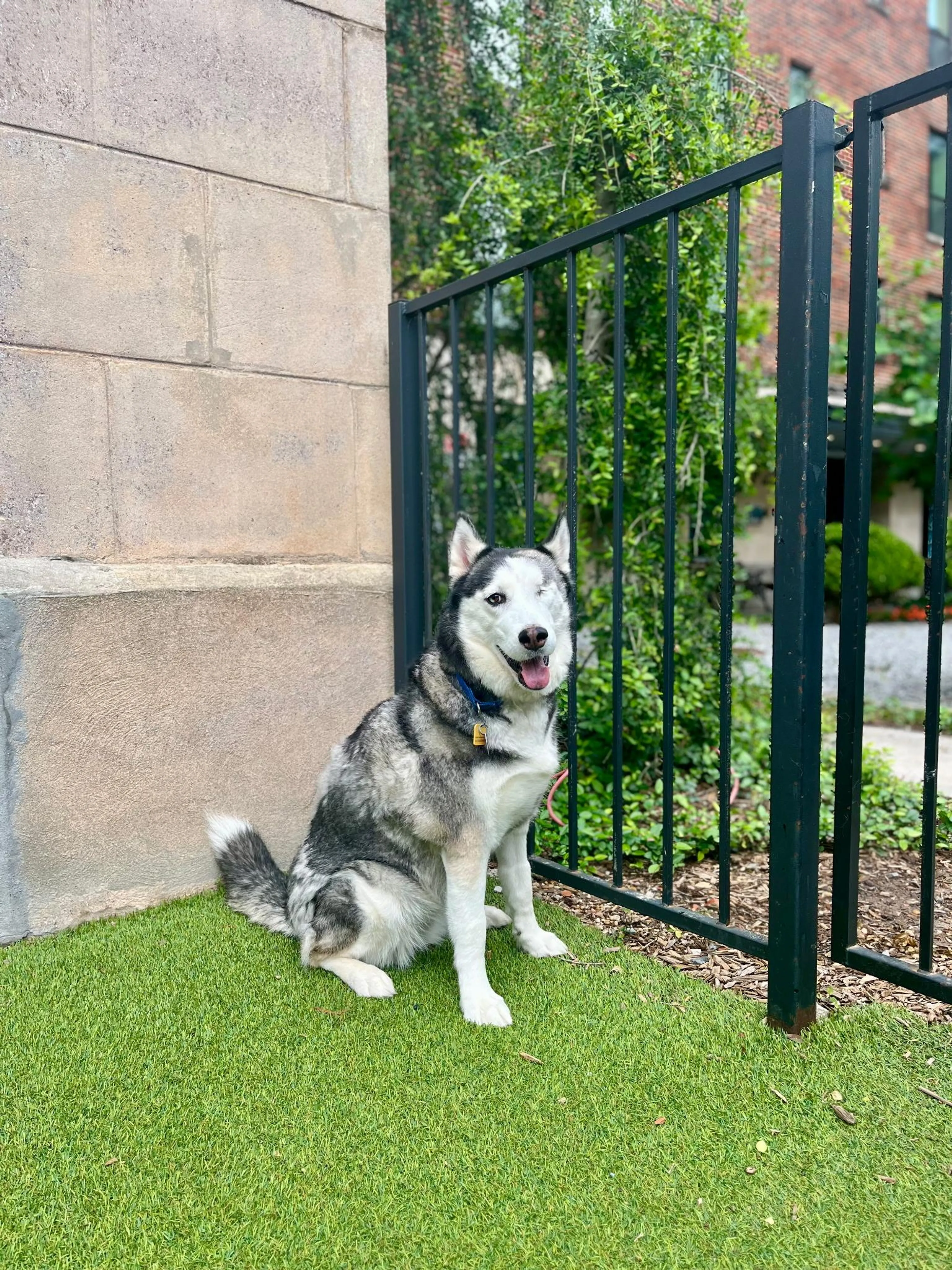 Found pet-3