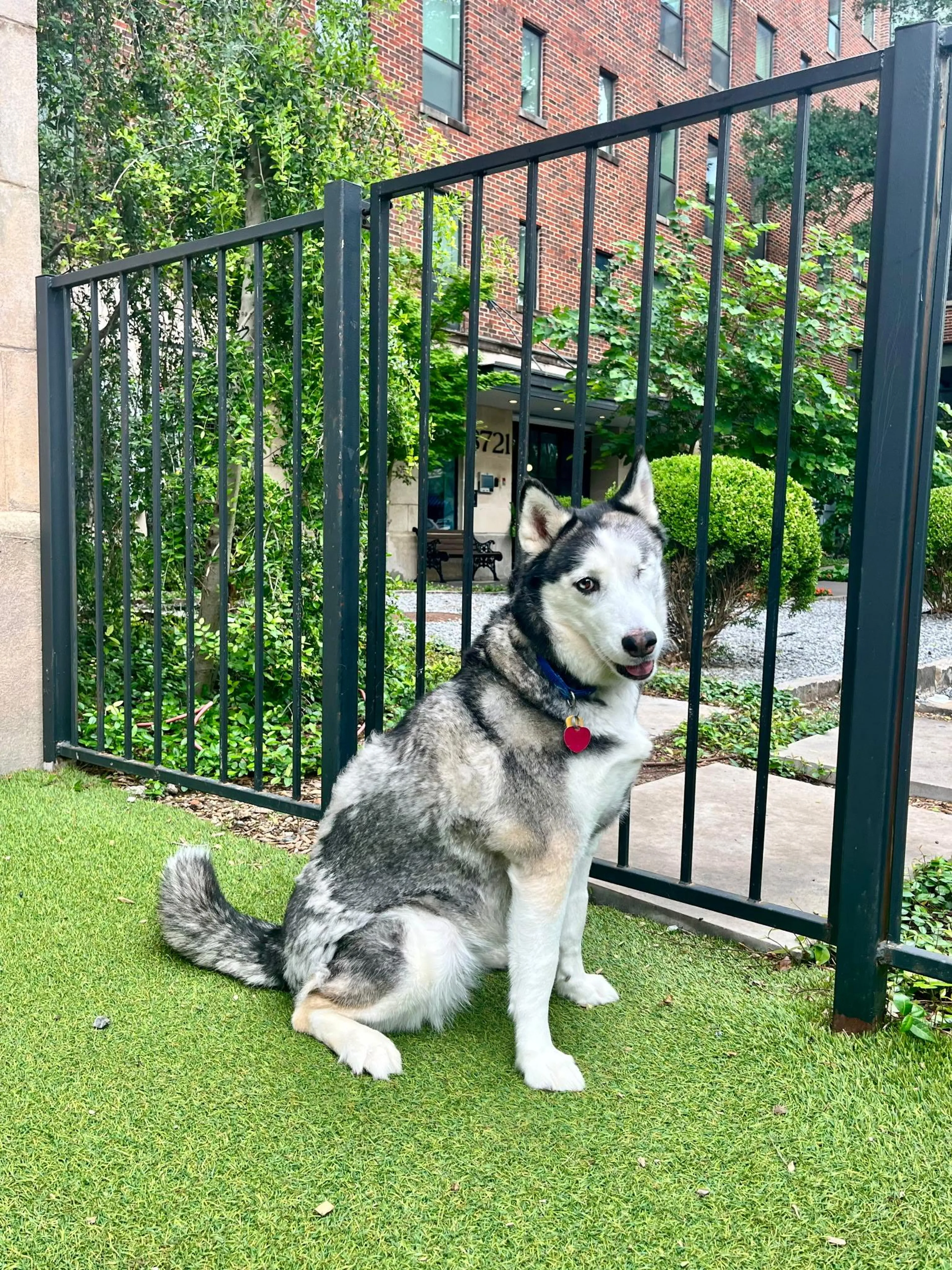 Found pet-2
