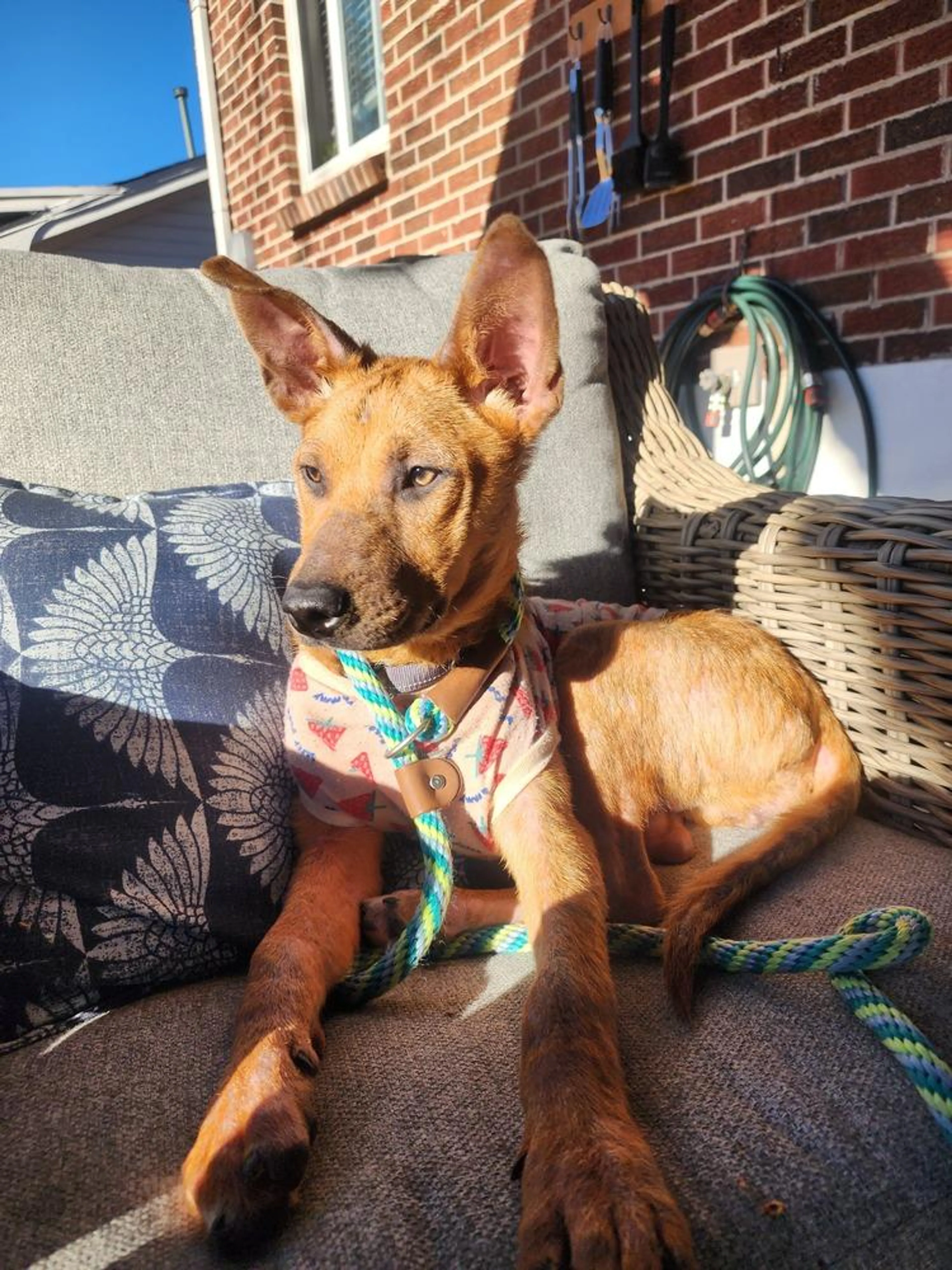 Found pet-1