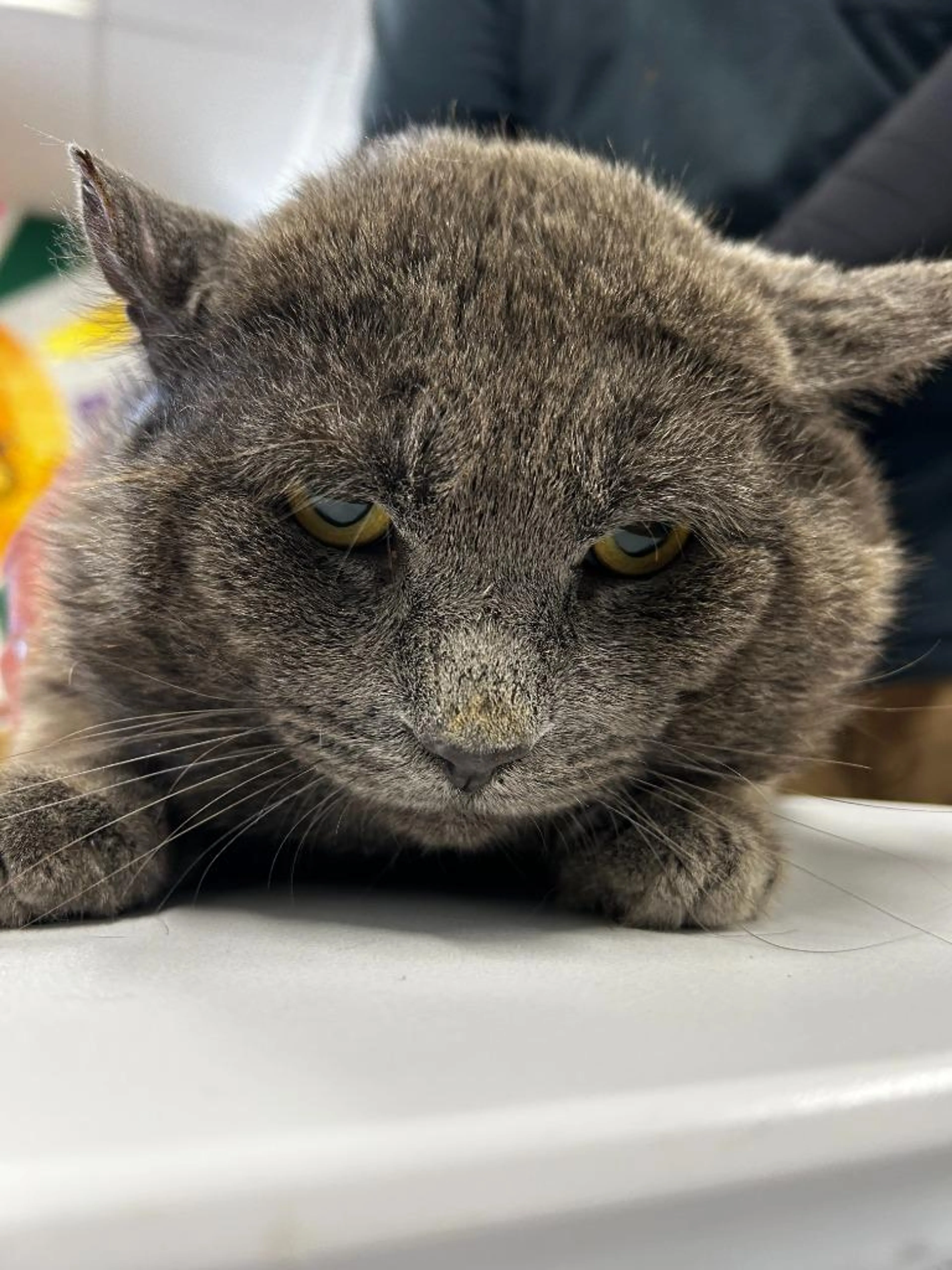 Found pet