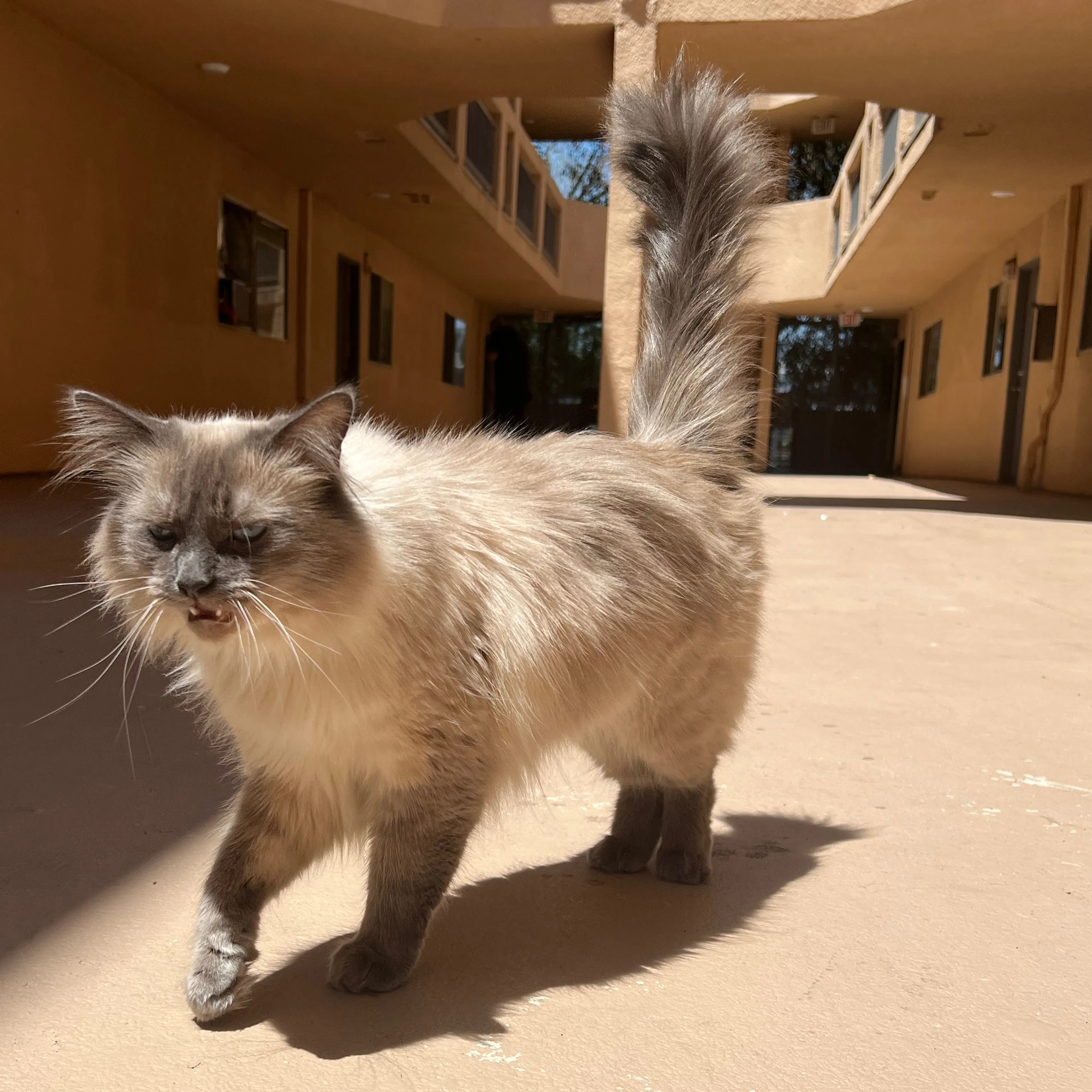 Lost pet-1