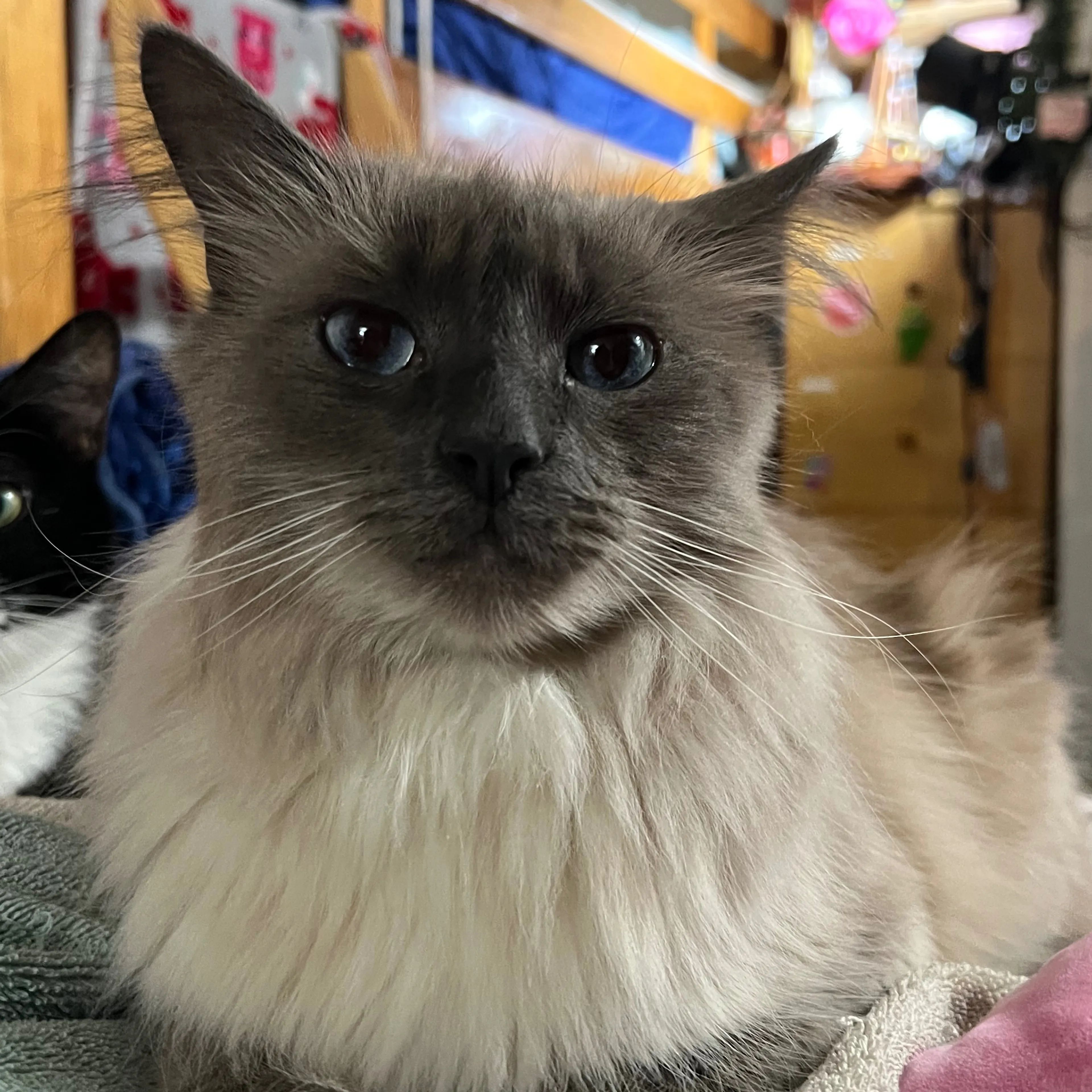 Lost pet-2