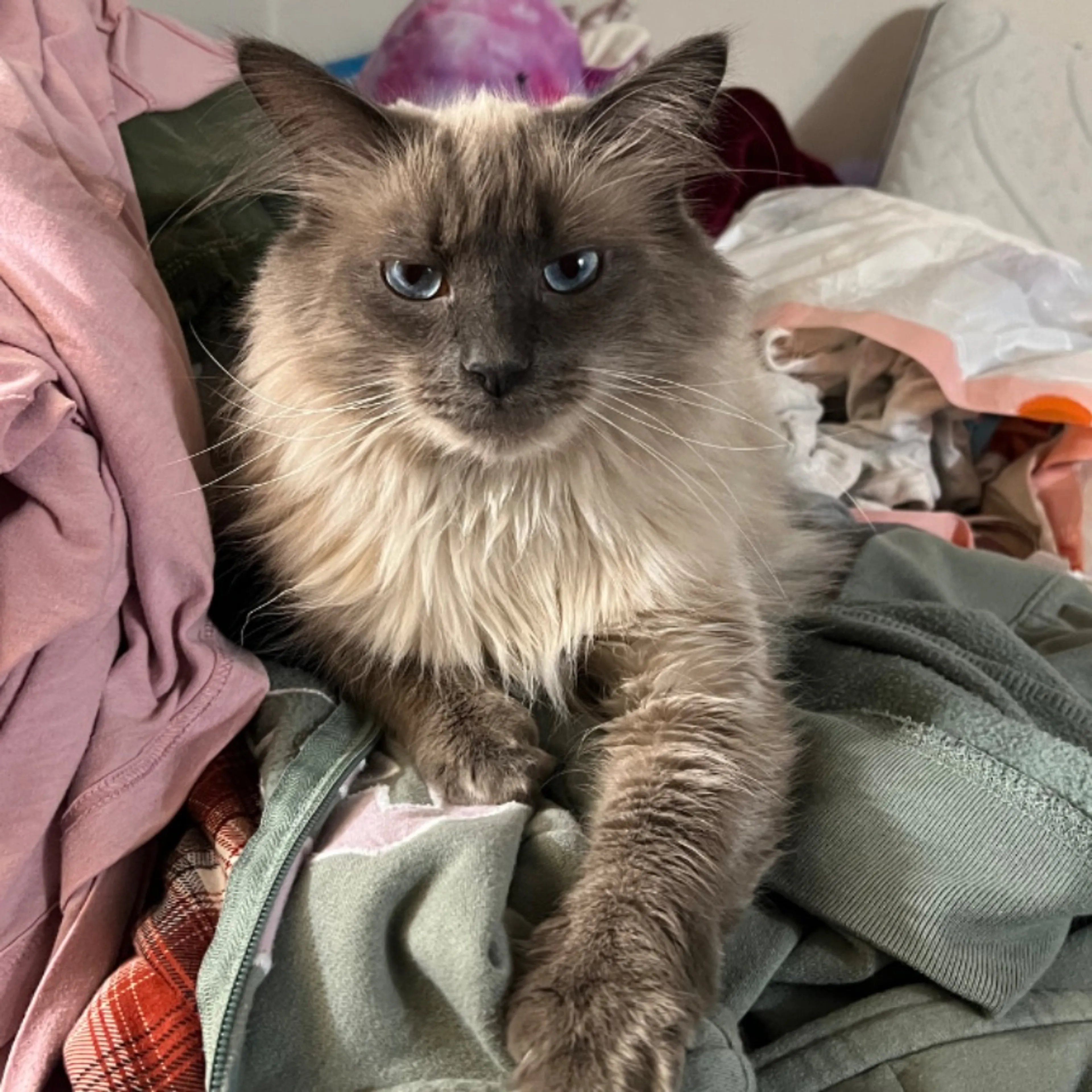 Lost pet-0