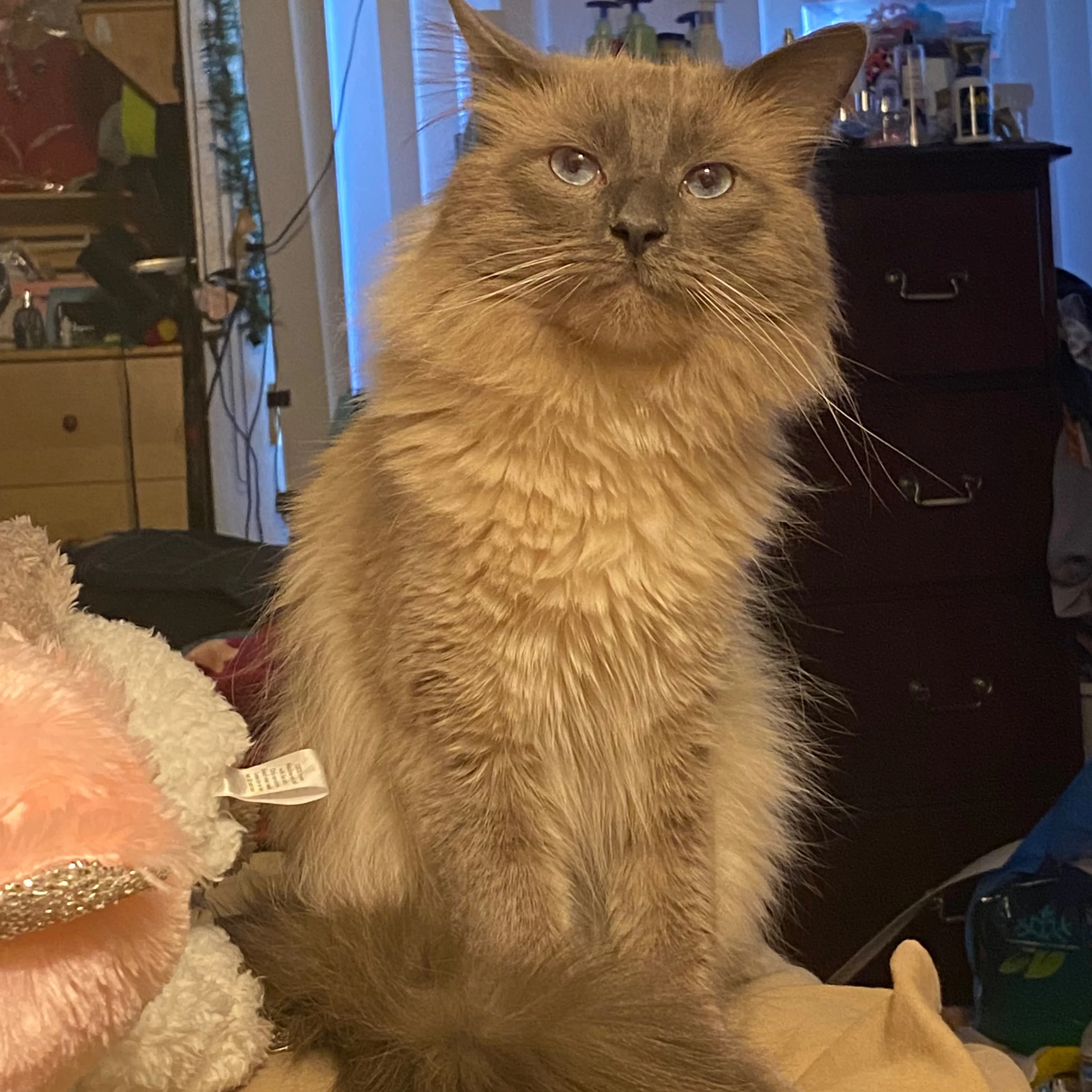 Lost pet-3