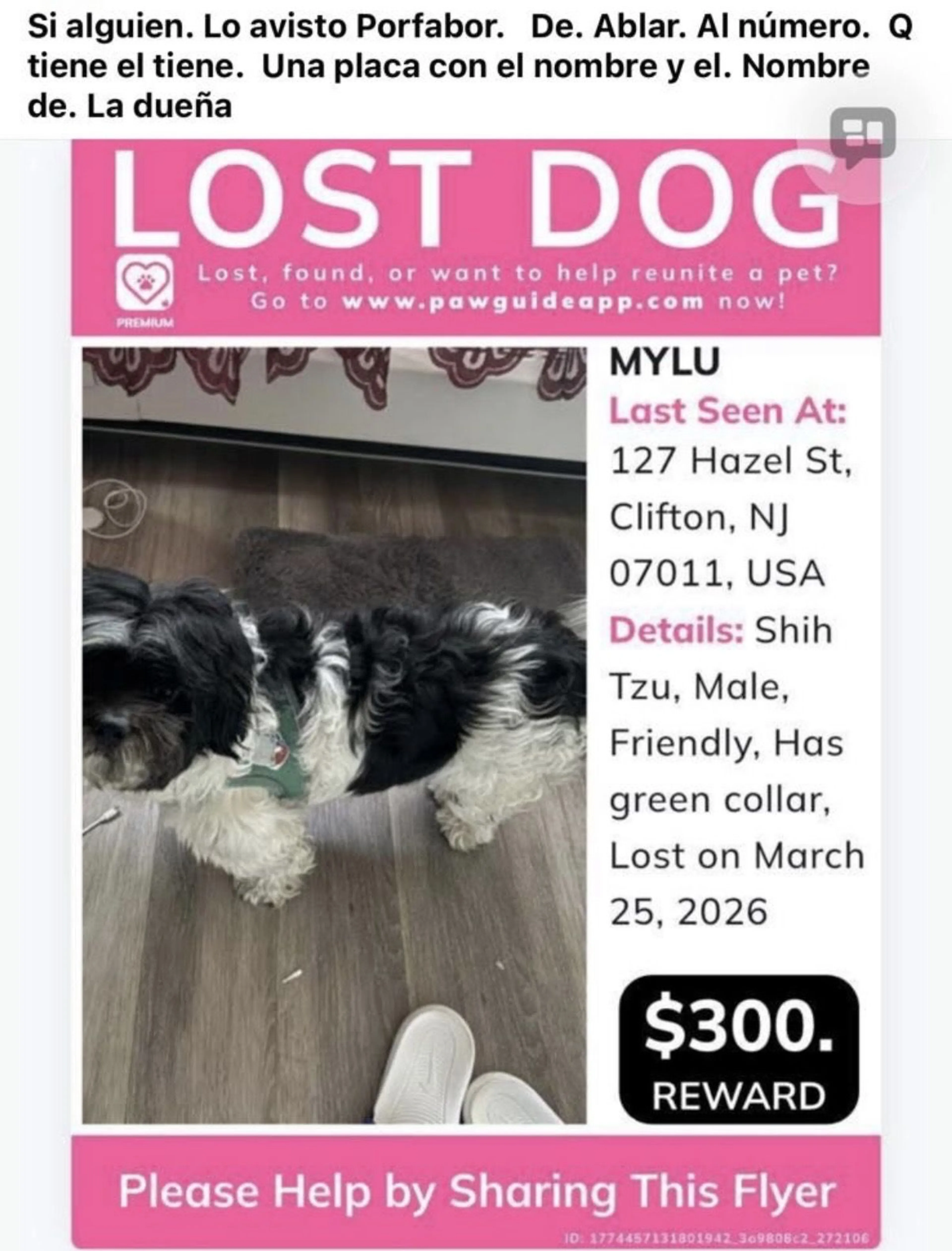 Lost pet-1