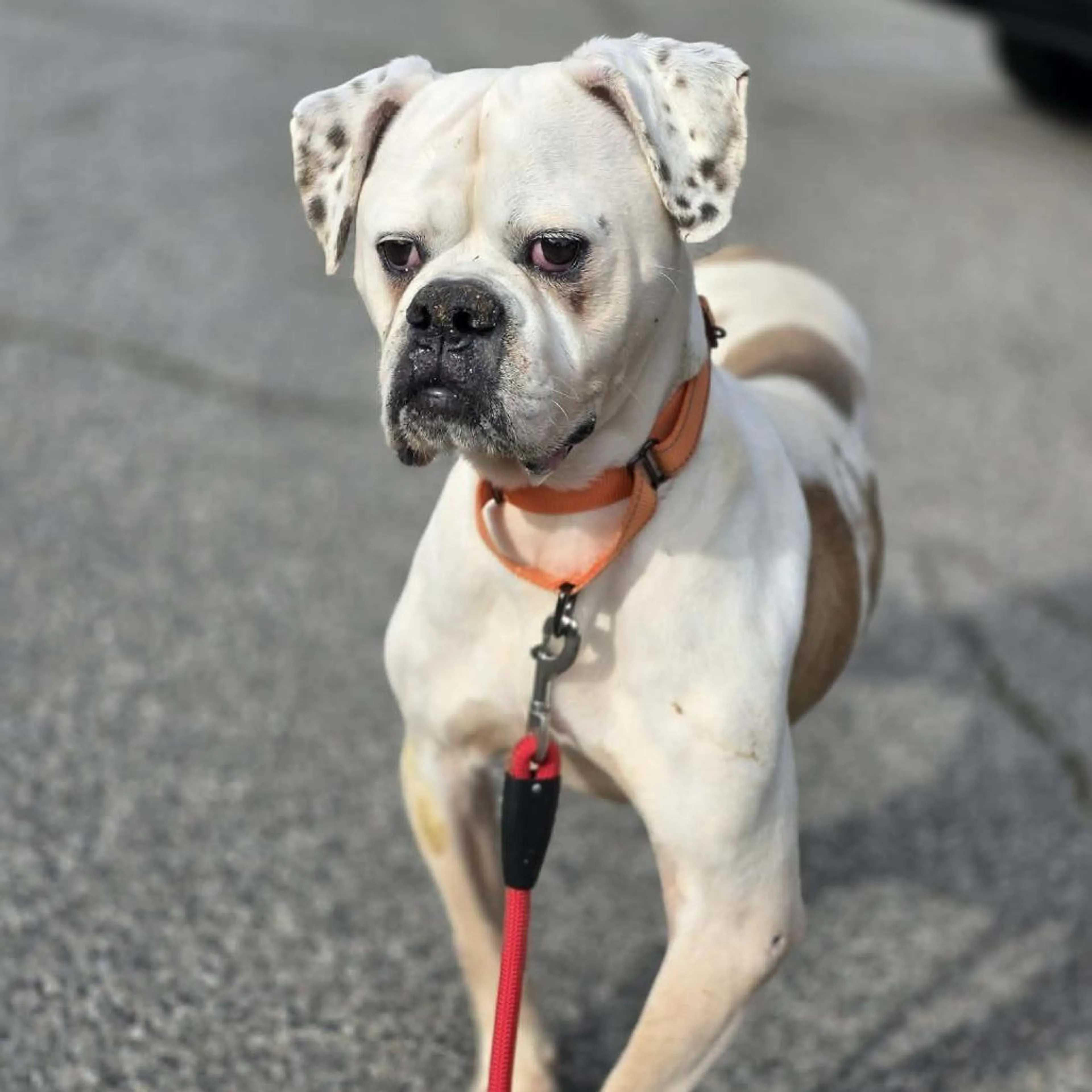 Found pet-2