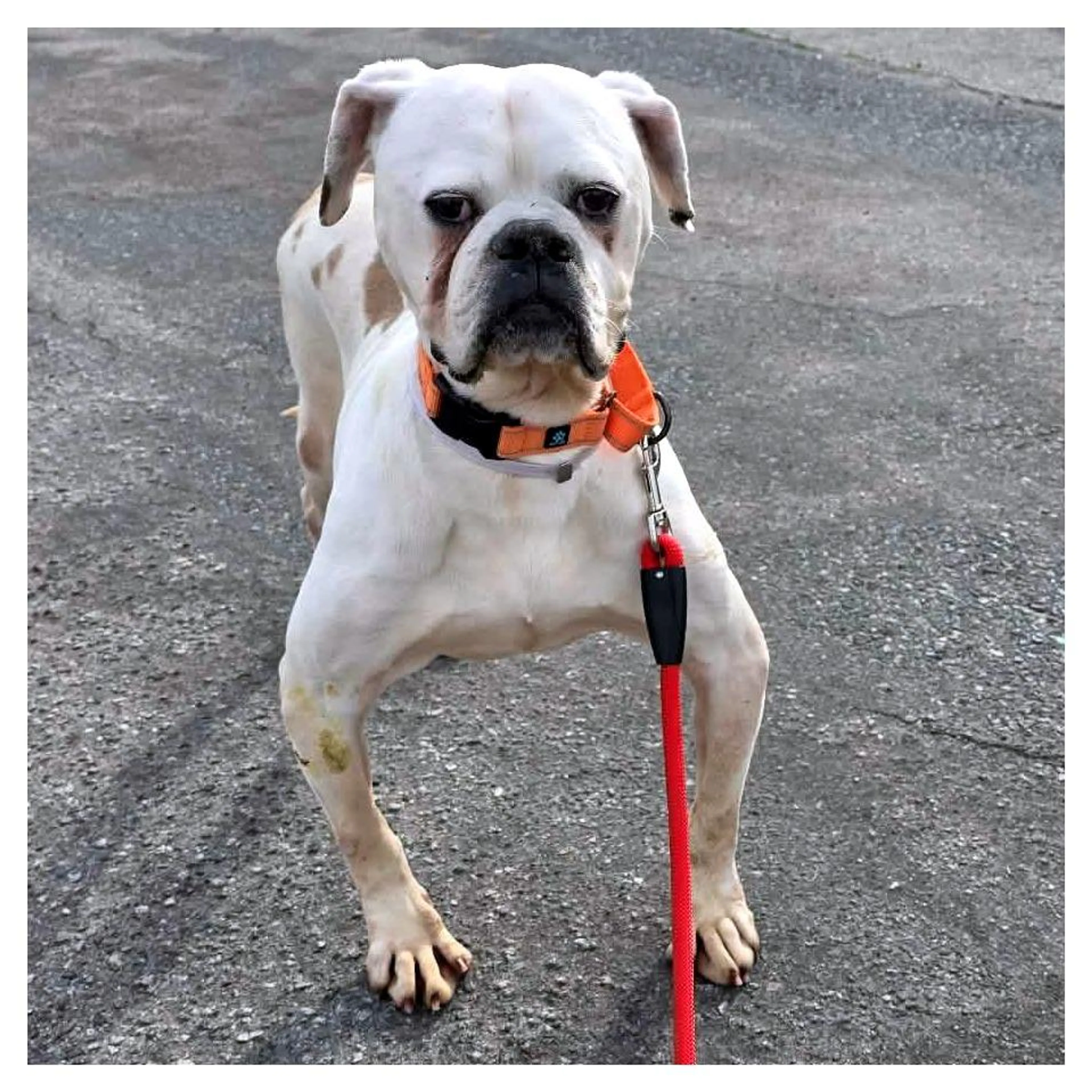 Found pet-1