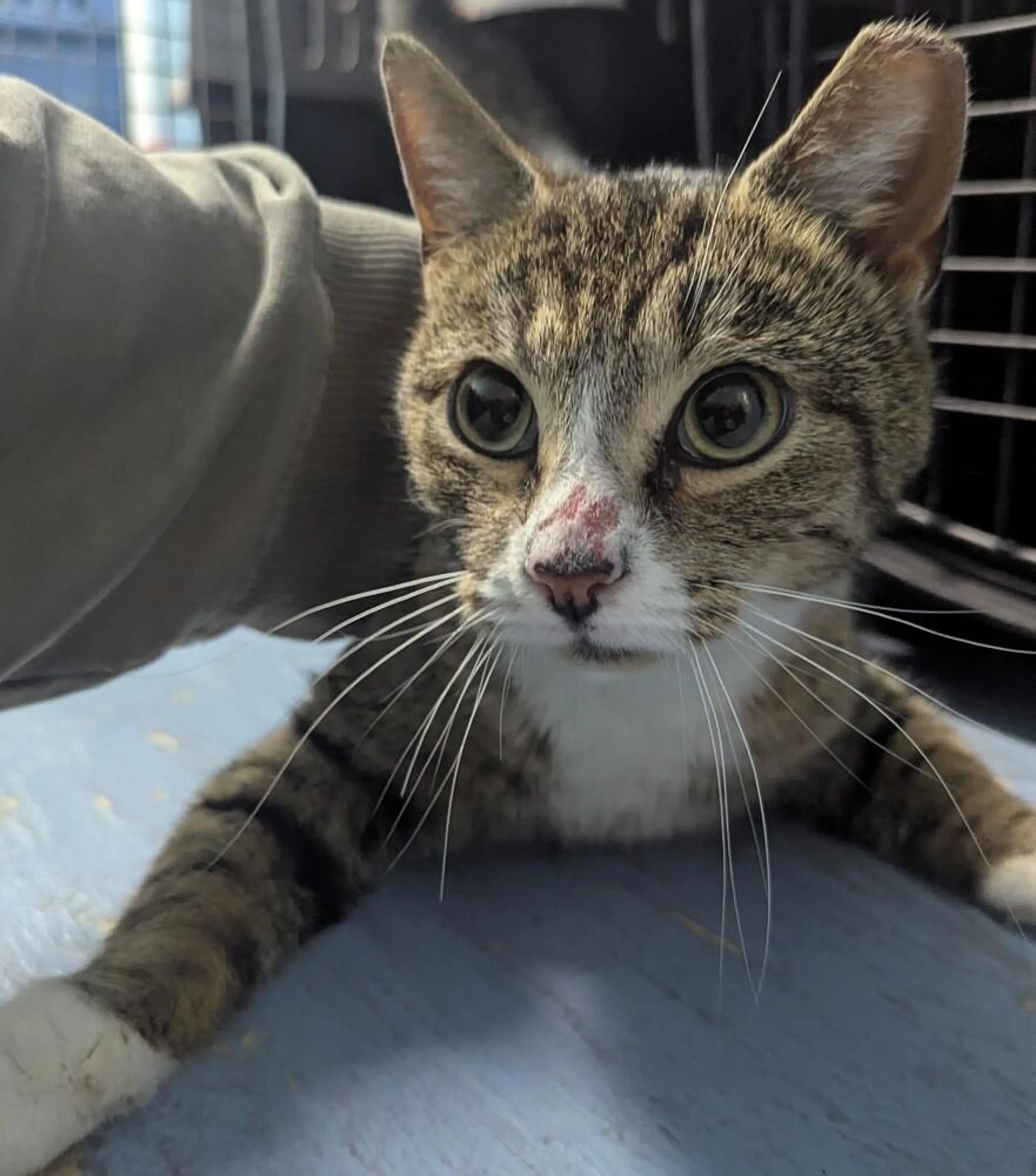 Found pet