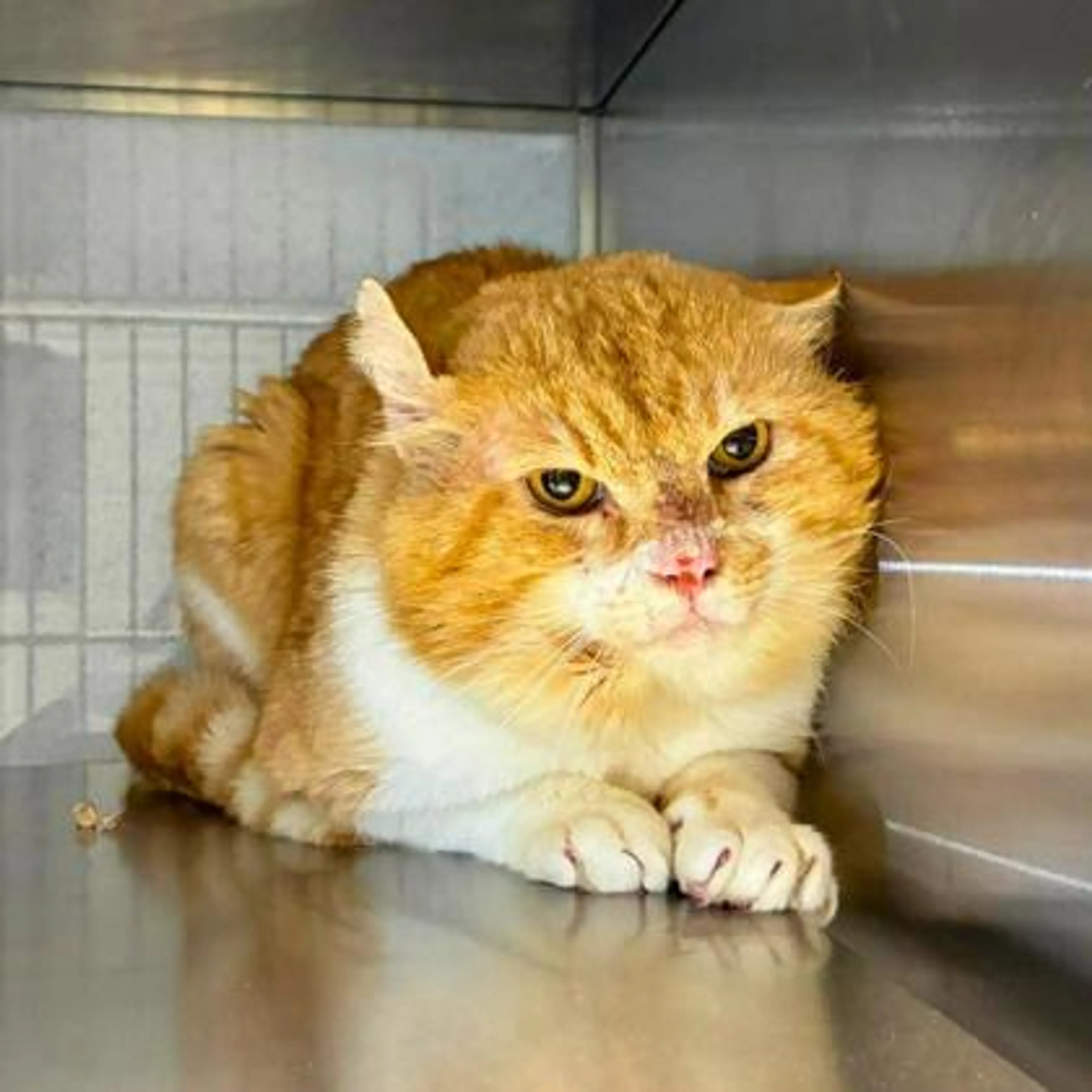 Found pet