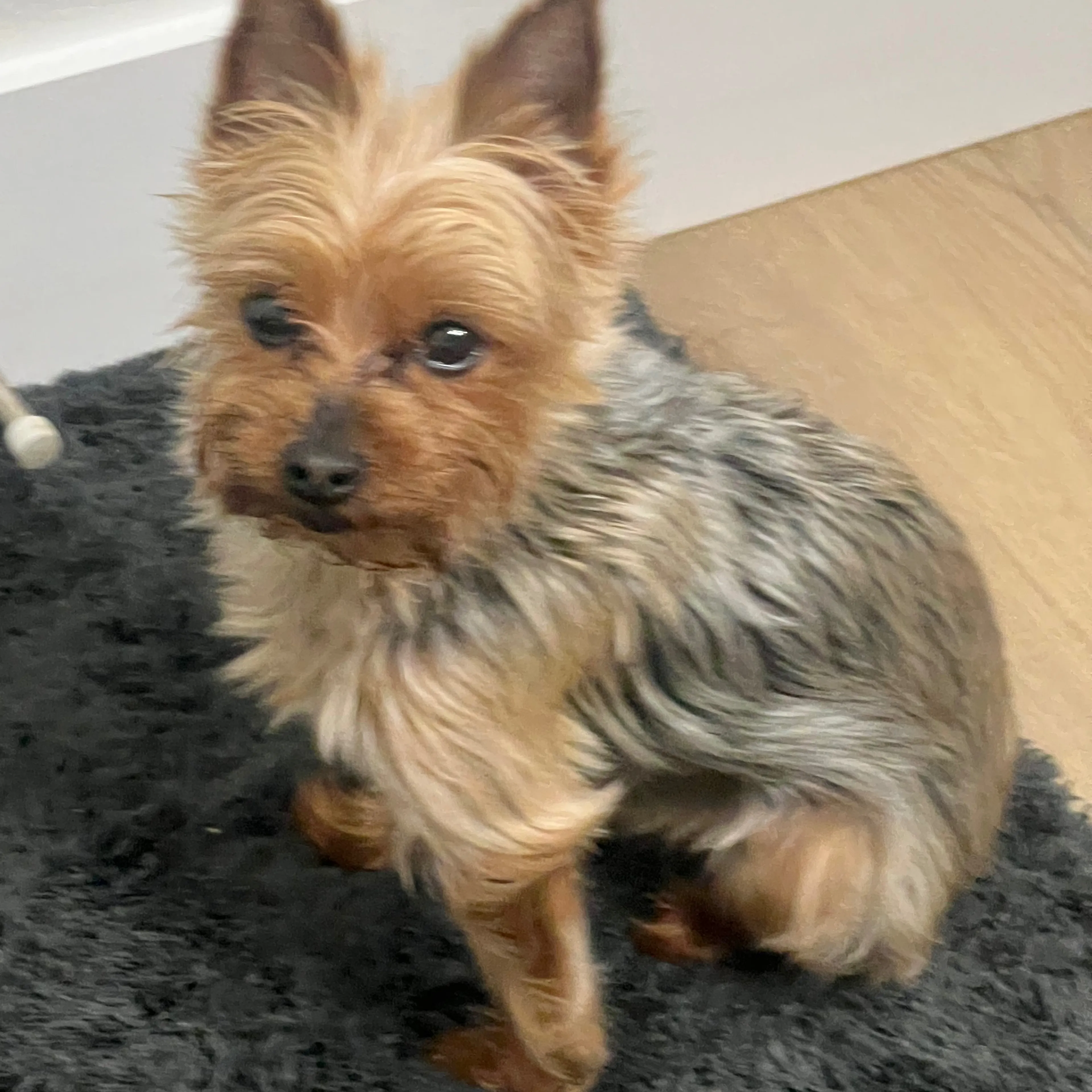 Lost pet-1