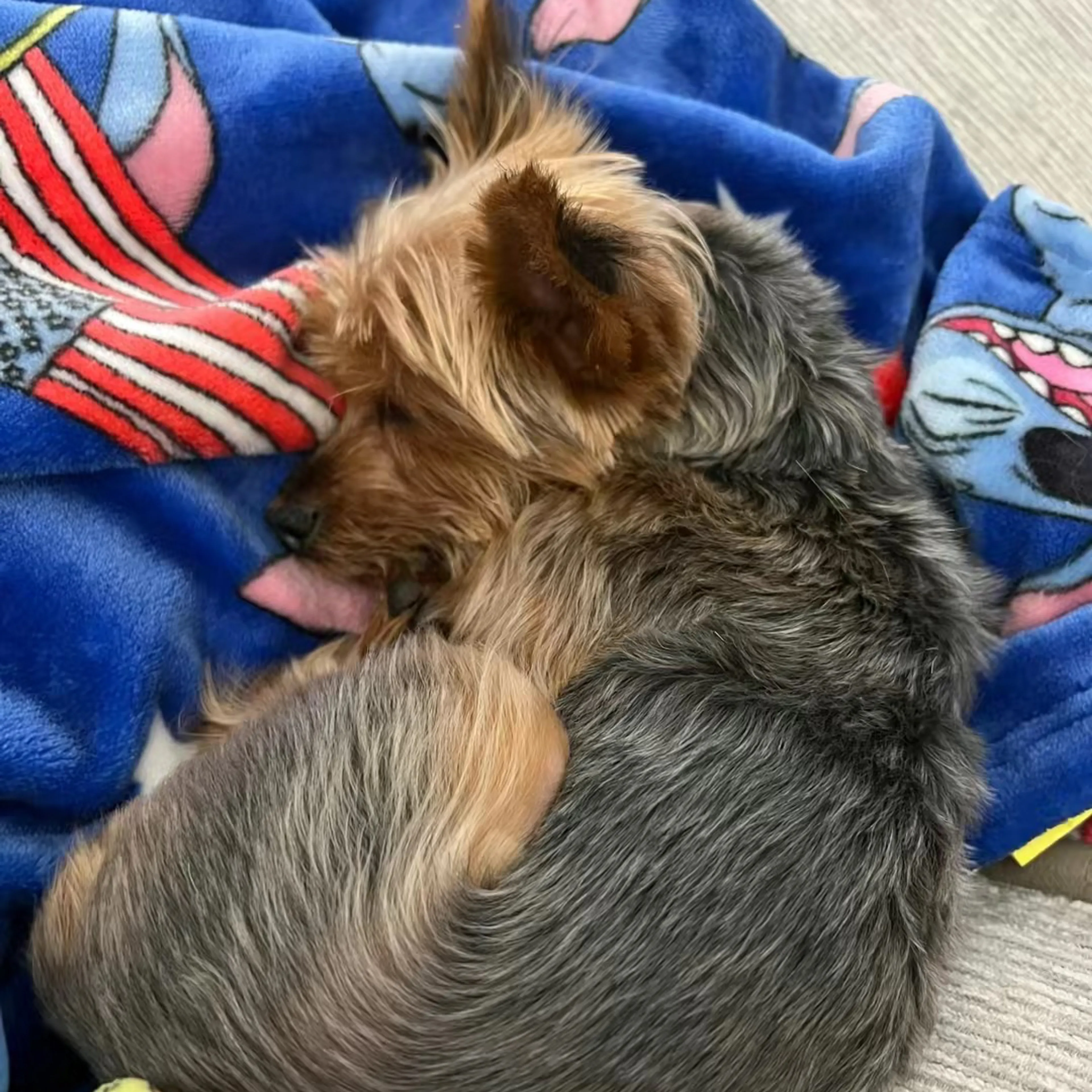 Lost pet-3