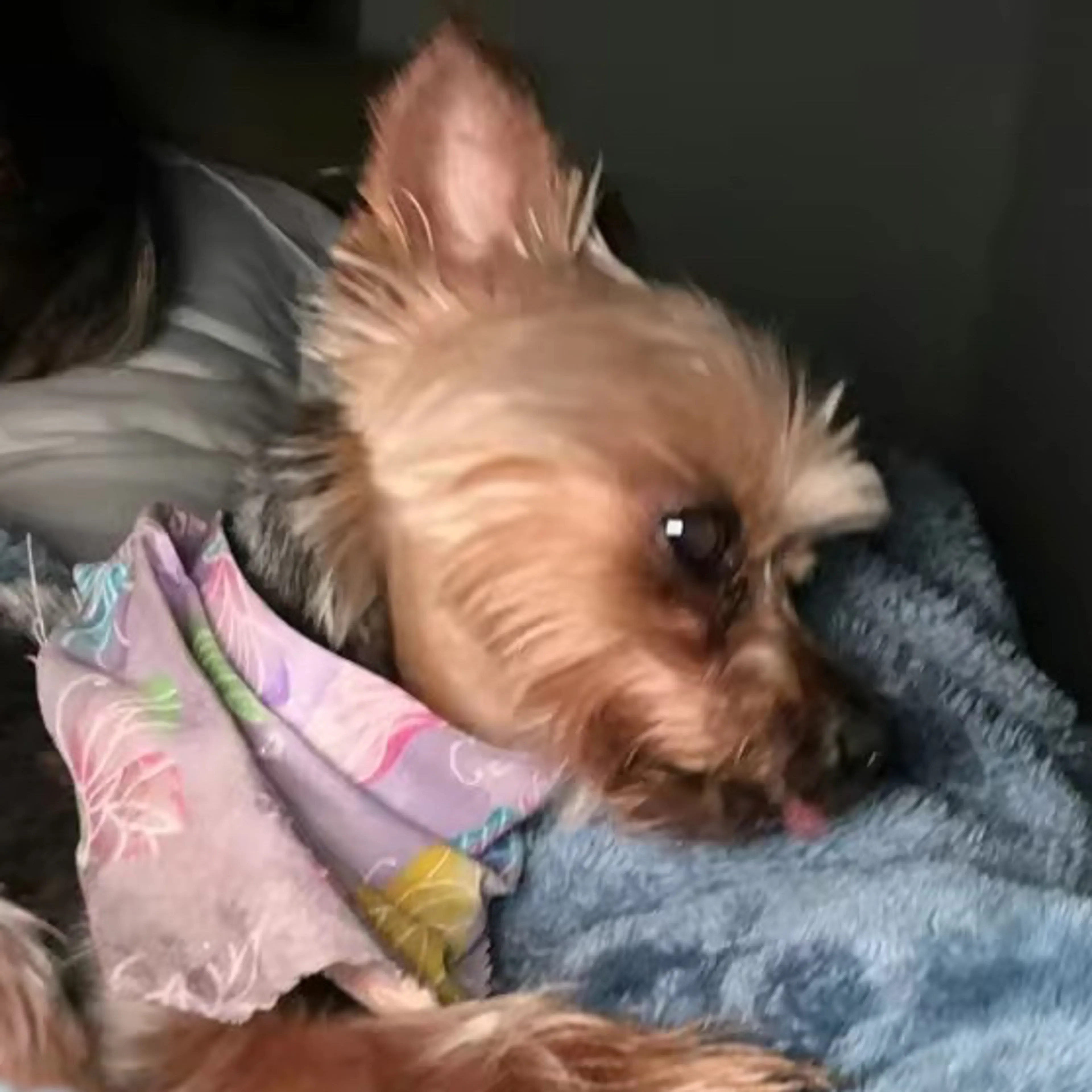 Lost pet-2