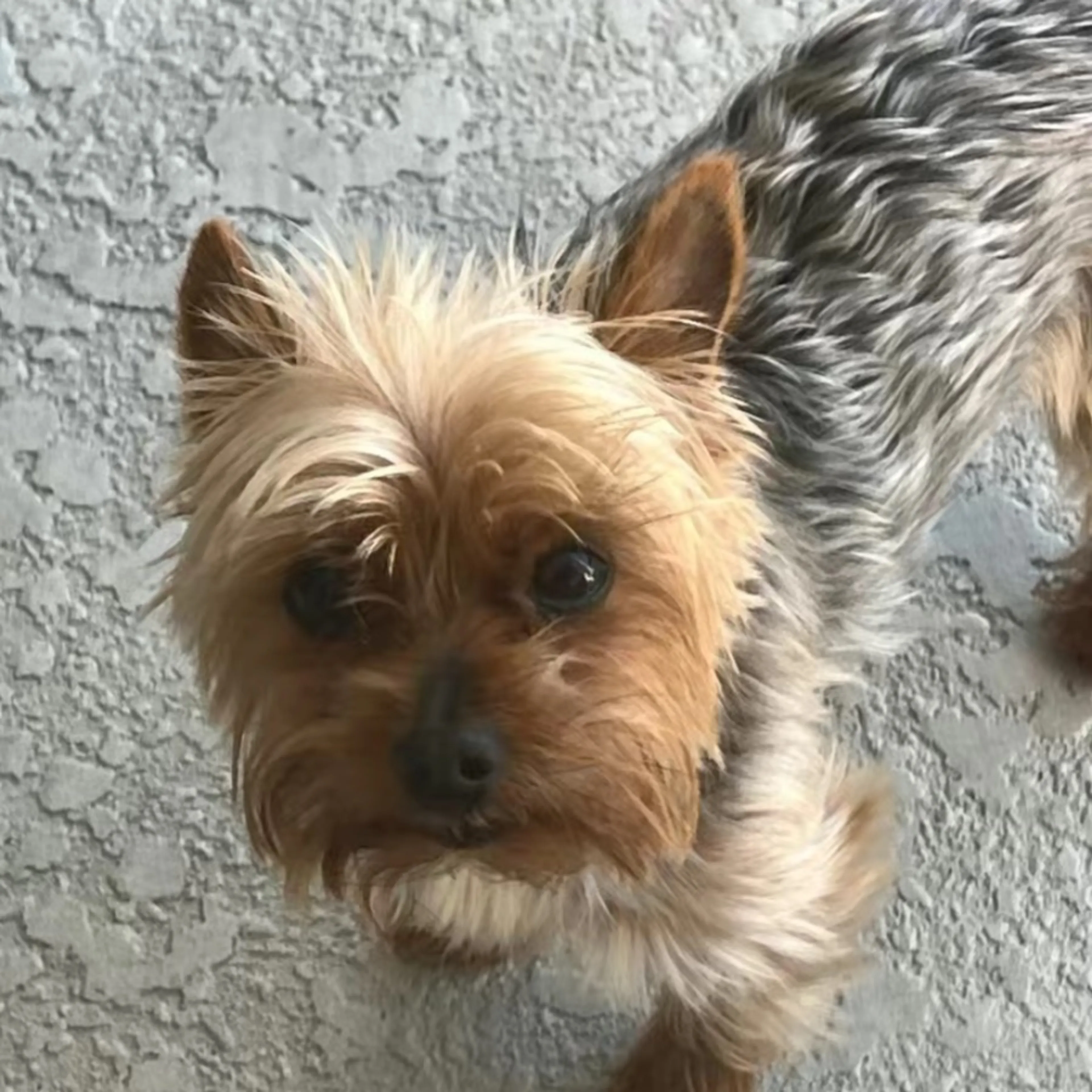 Lost pet-0