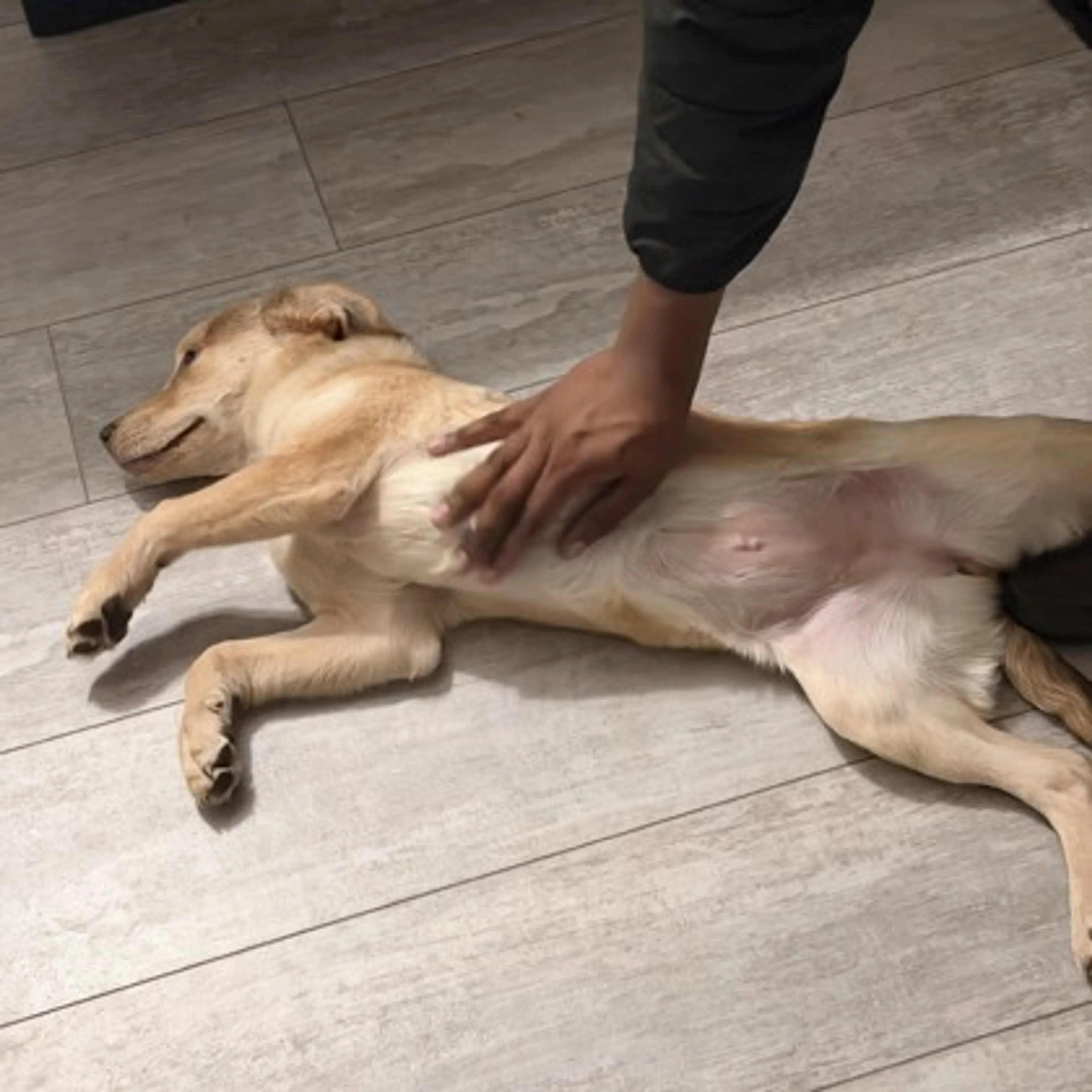 Found pet-1