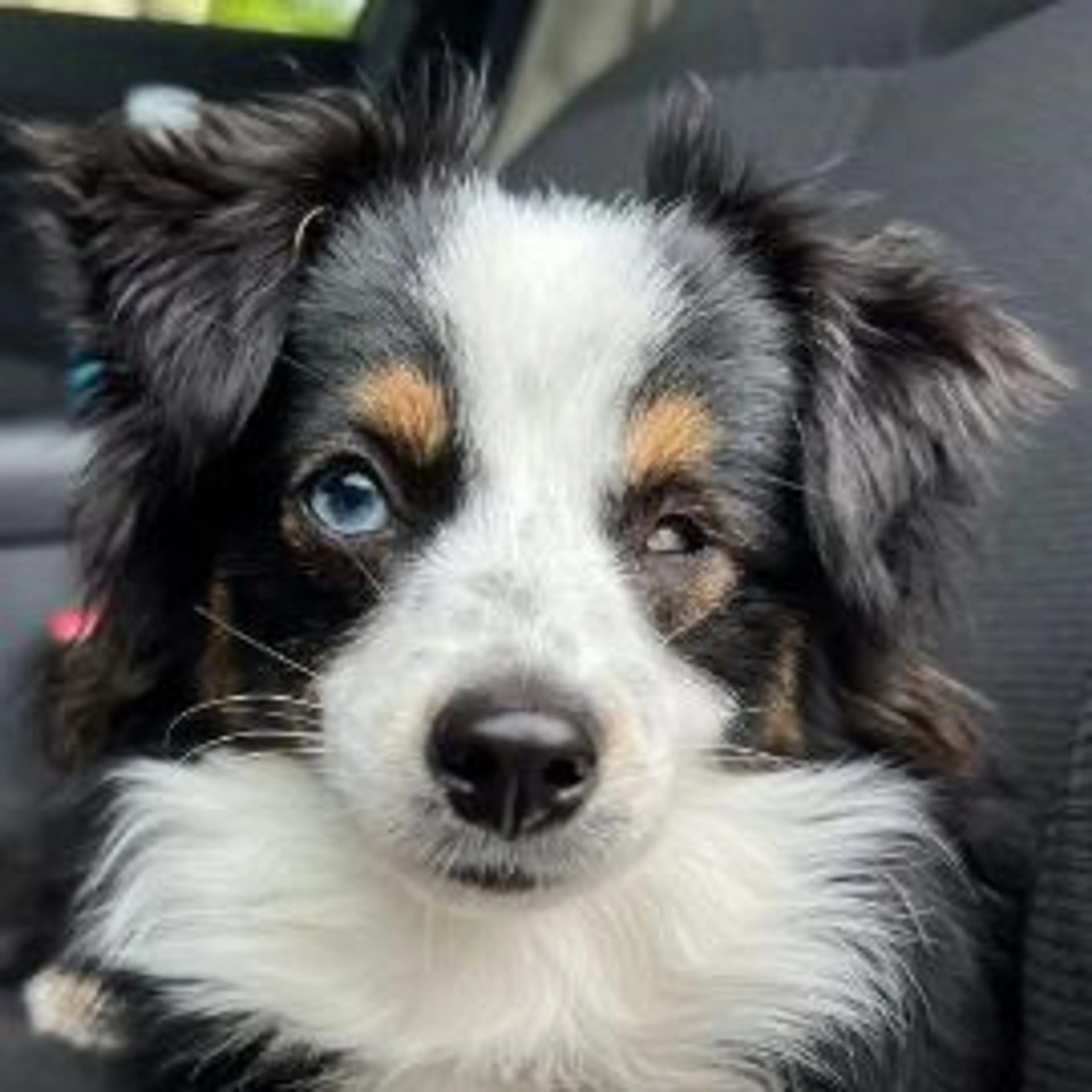 Lost pet-0