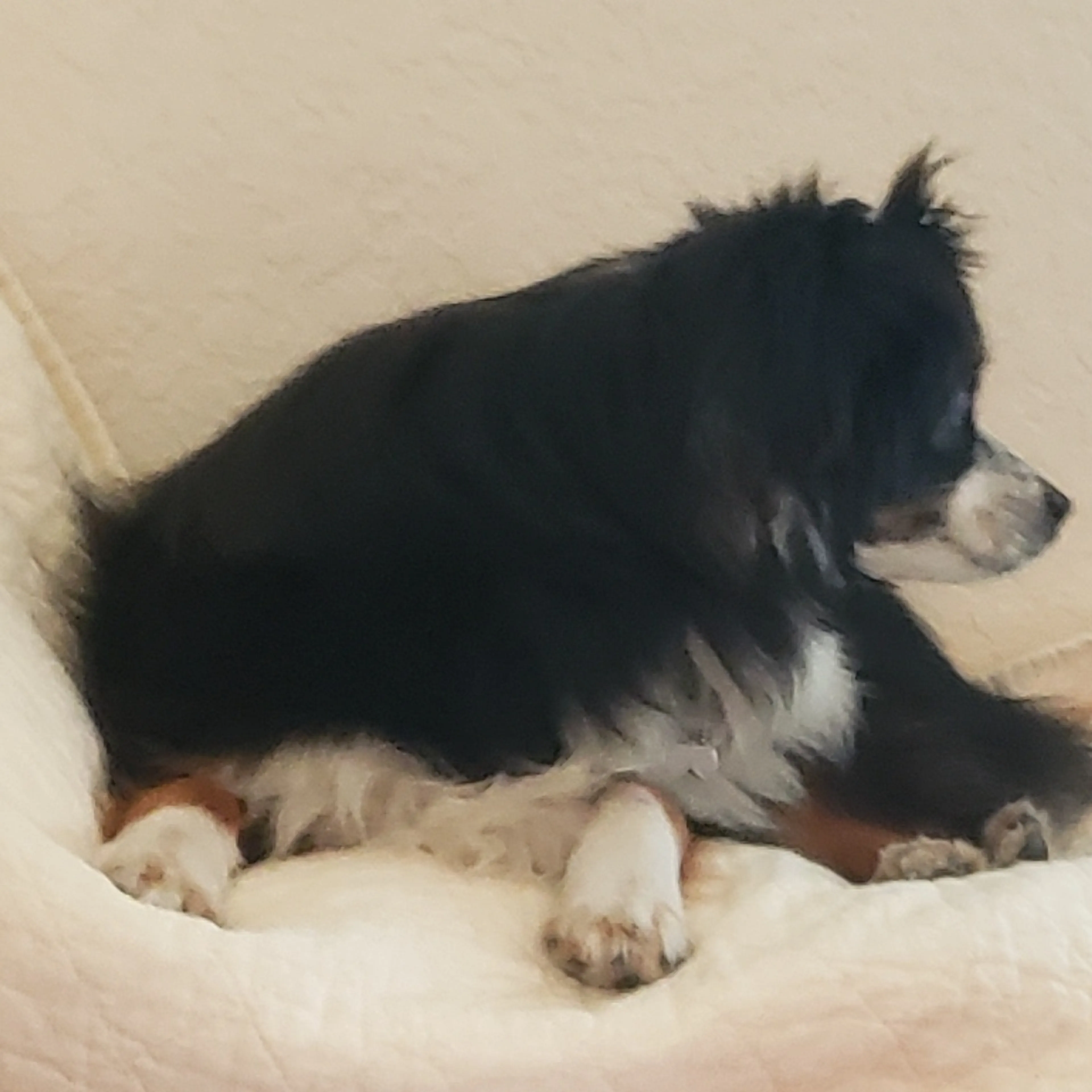 Lost pet-3