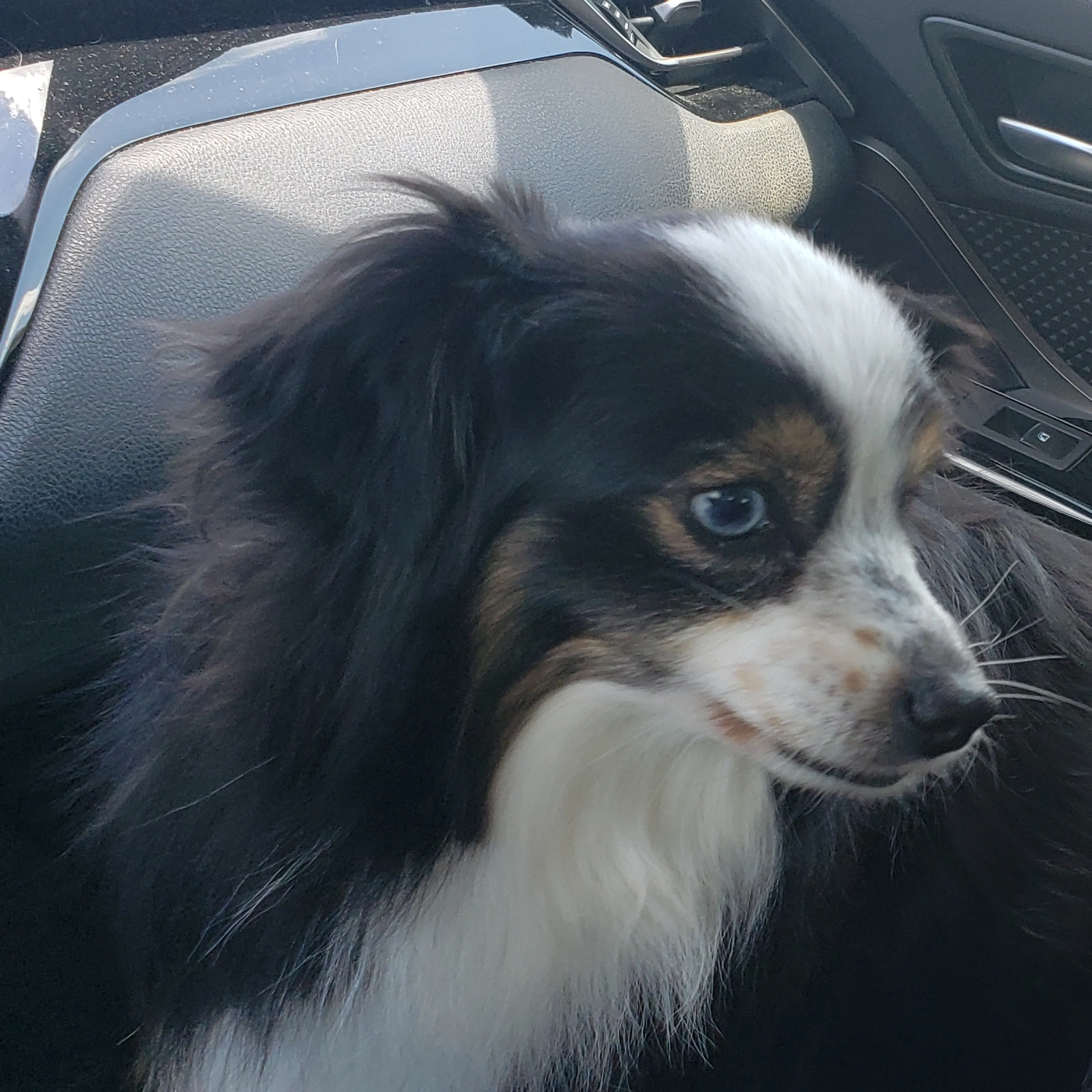 Lost pet-2
