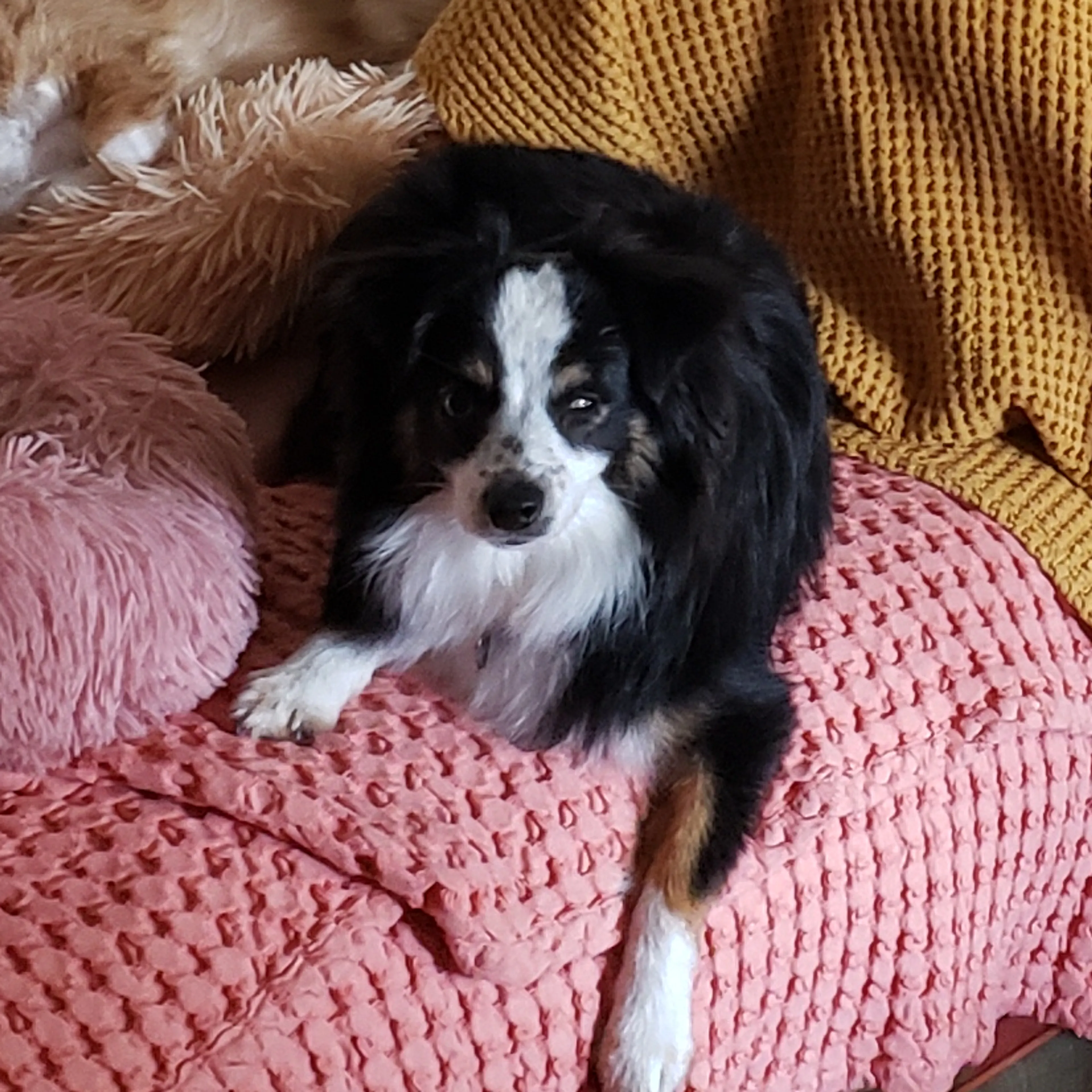 Lost pet-1