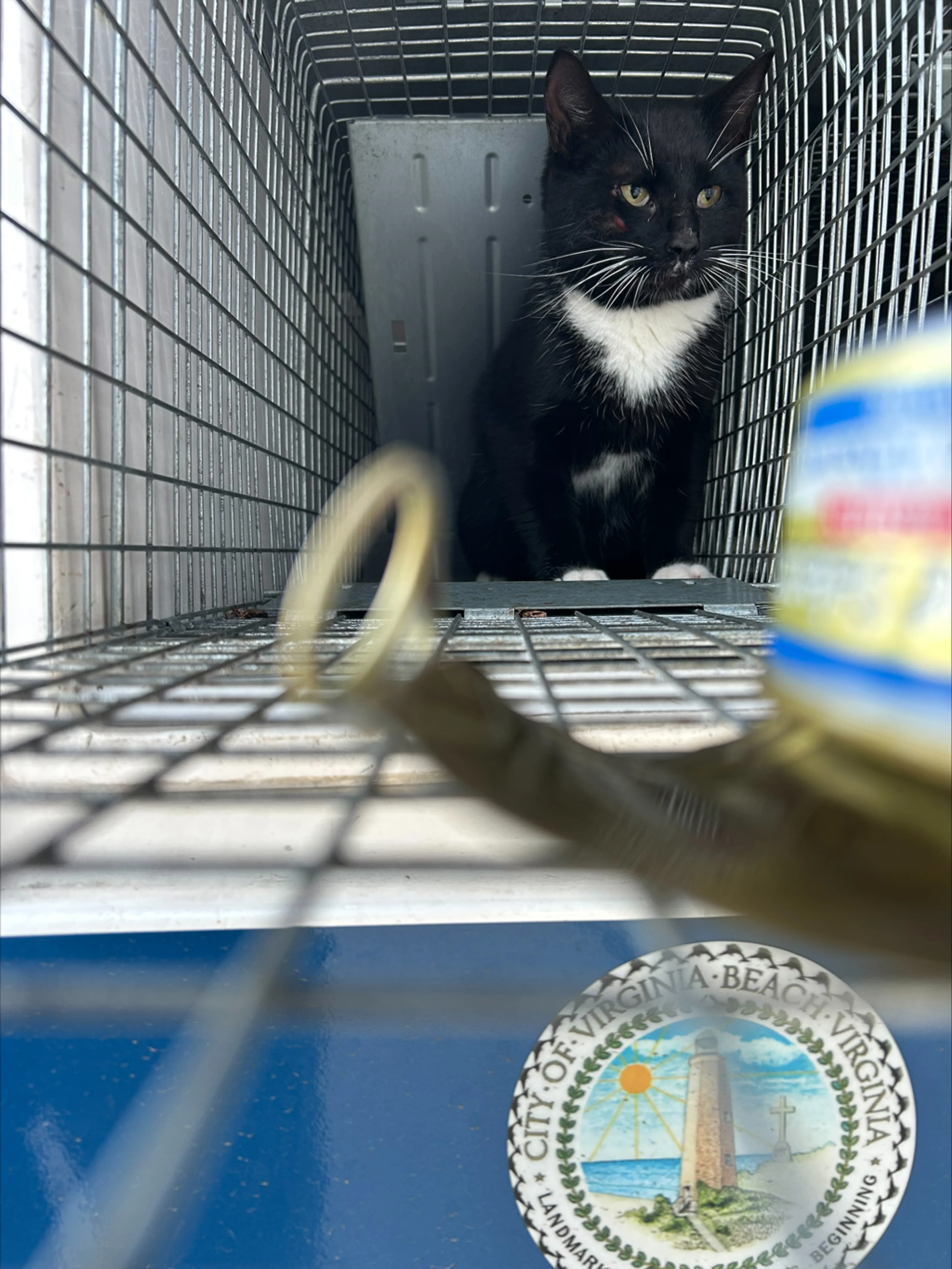 Found pet