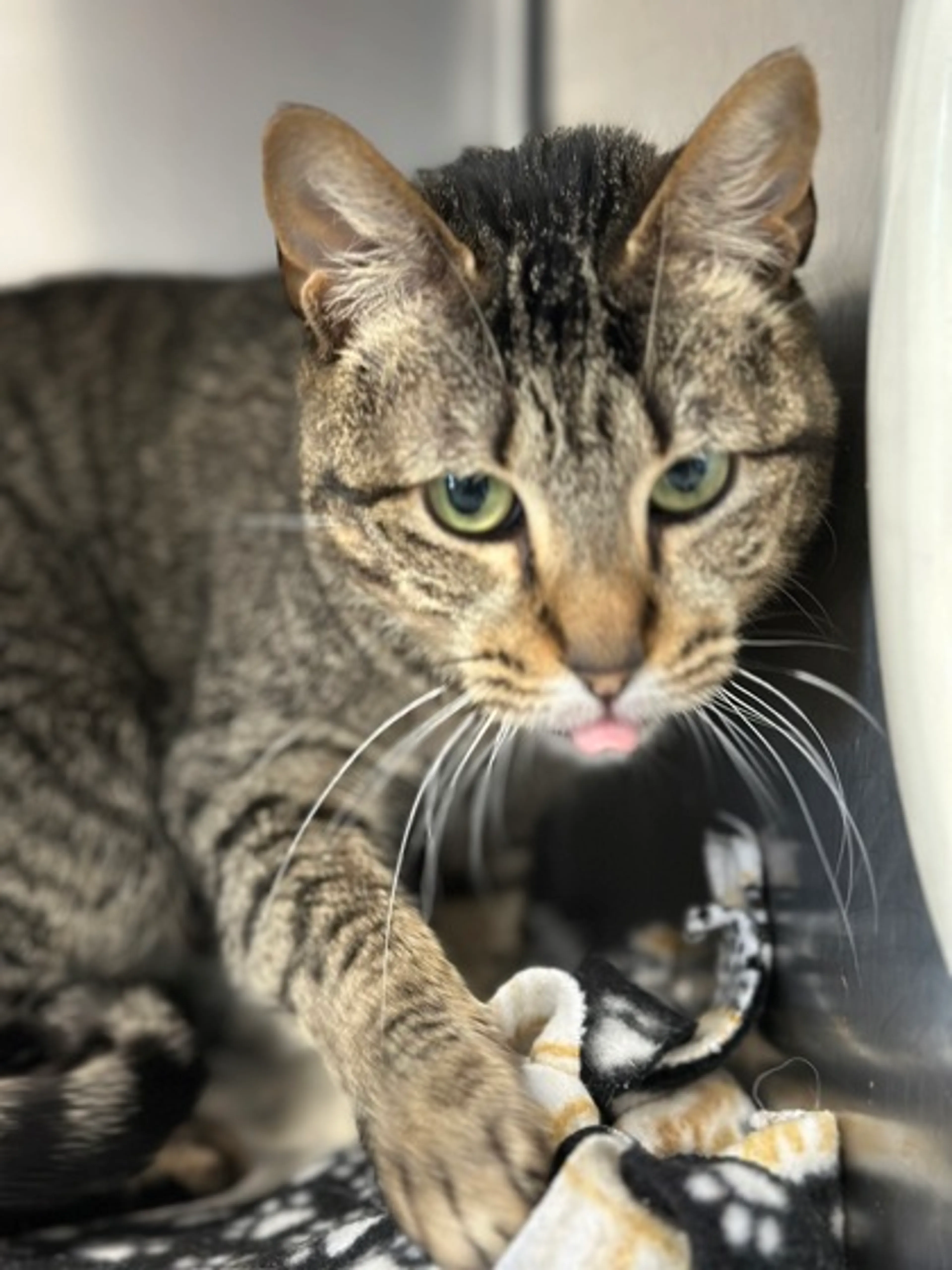 Found pet-1
