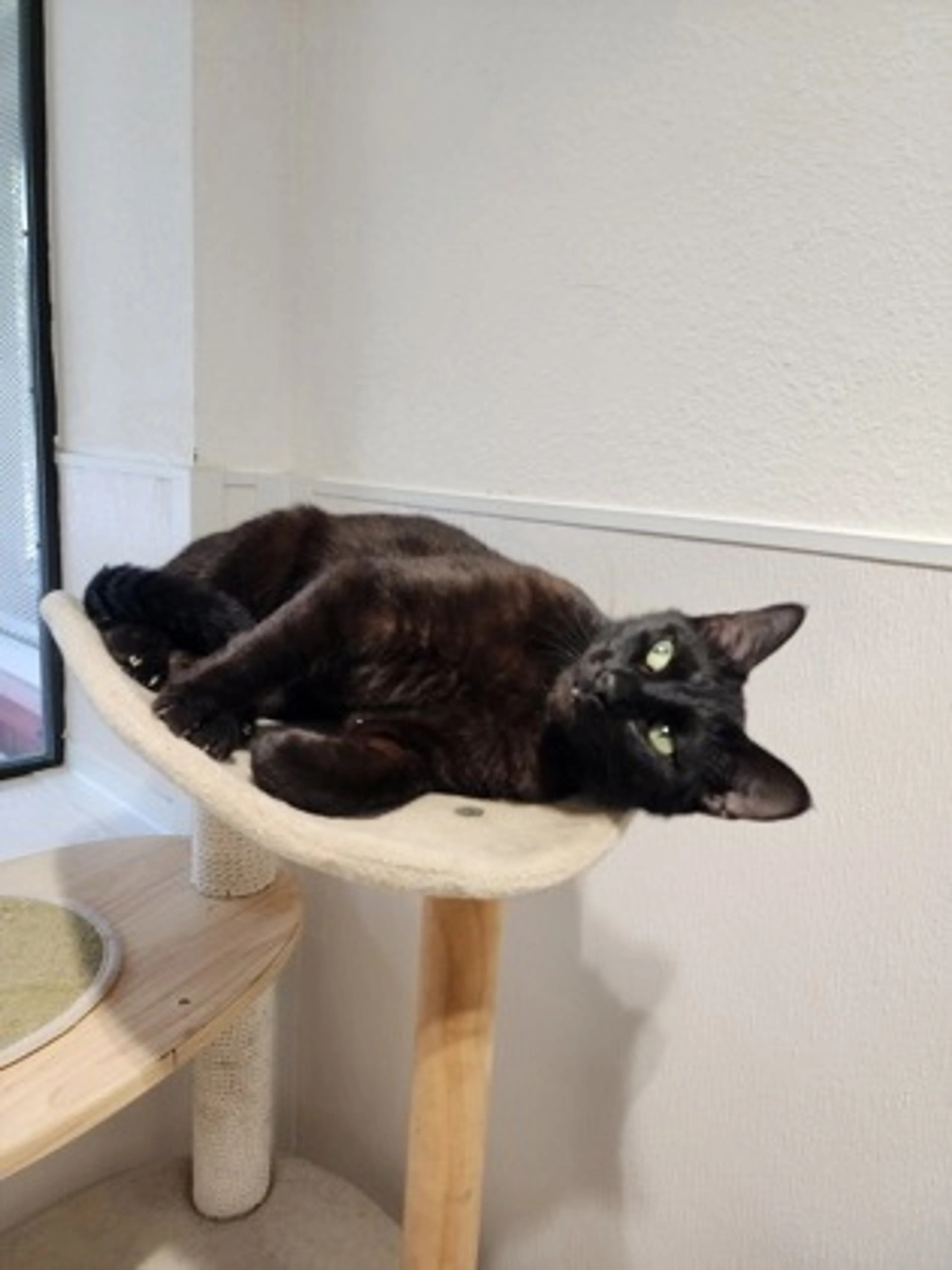 Found pet-0