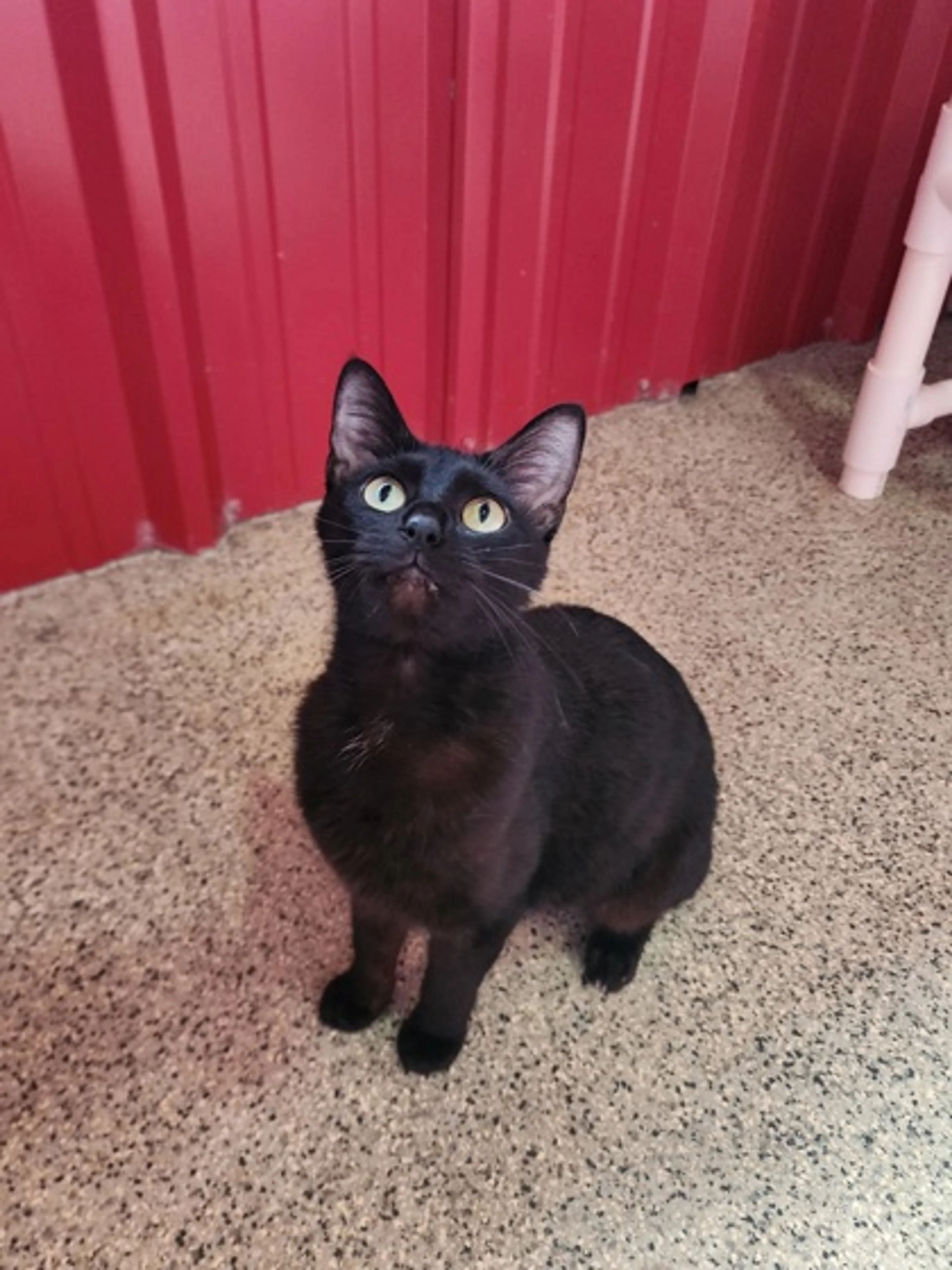 Found pet-1