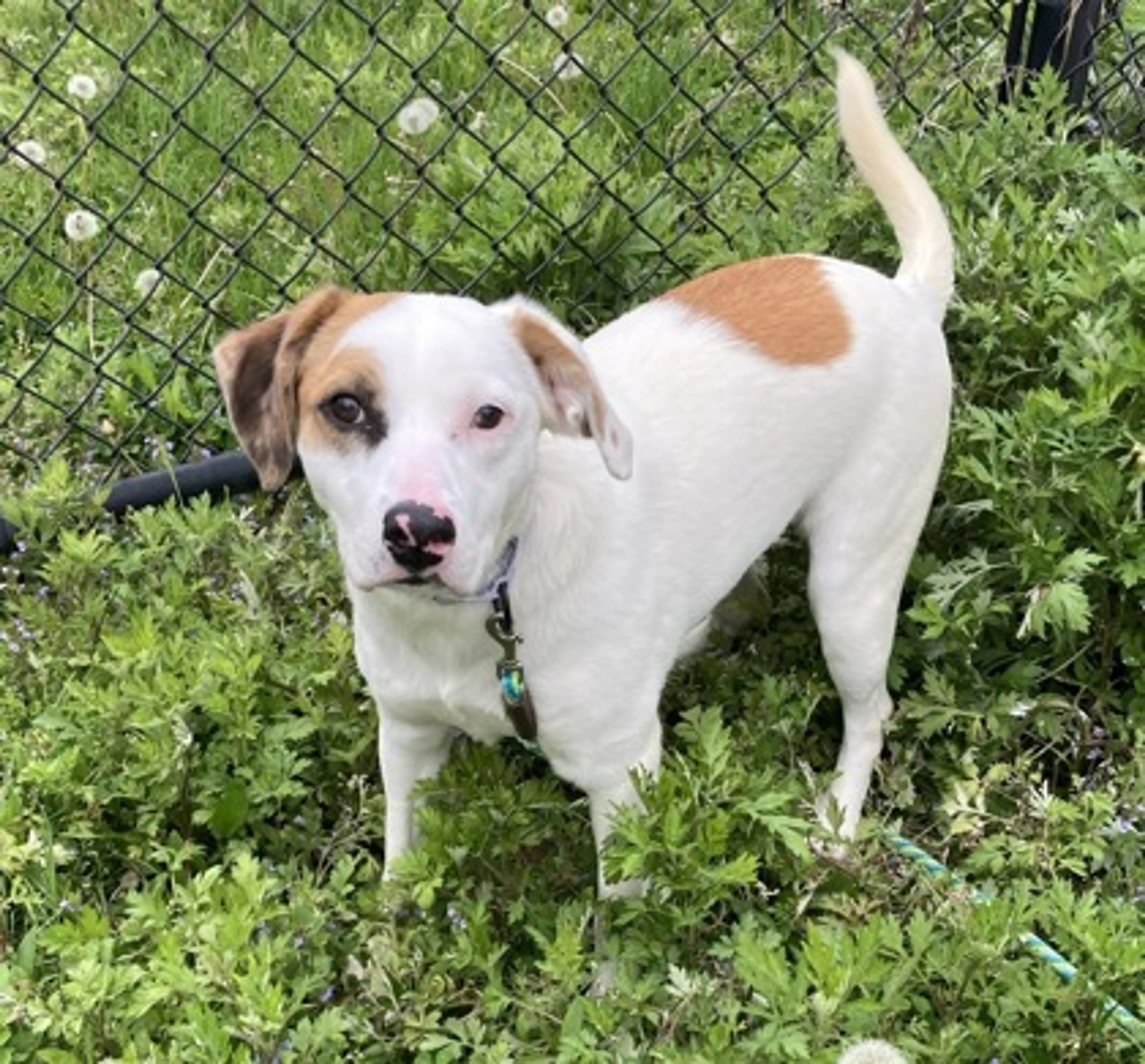 Found pet-2