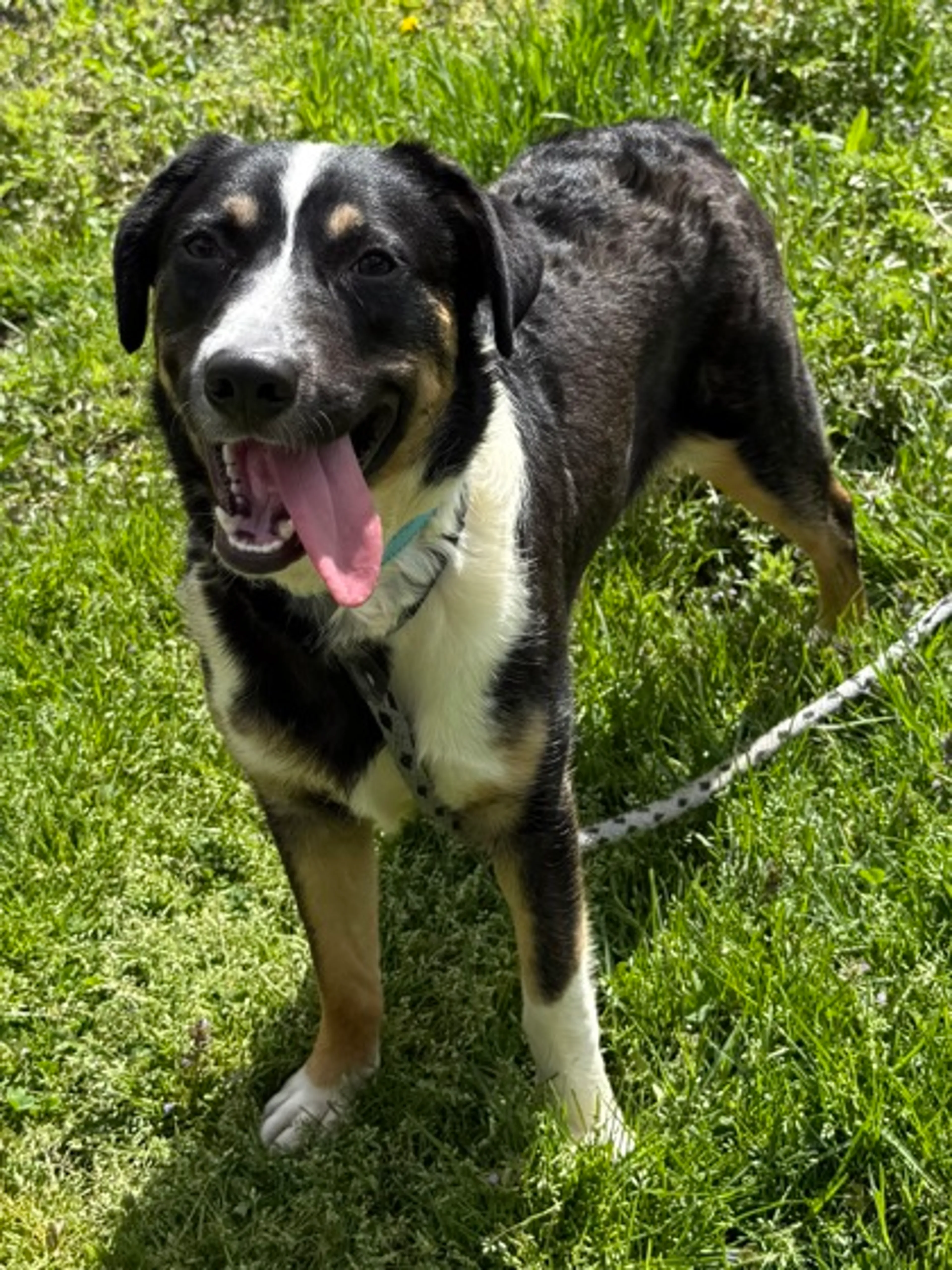 Found pet-2