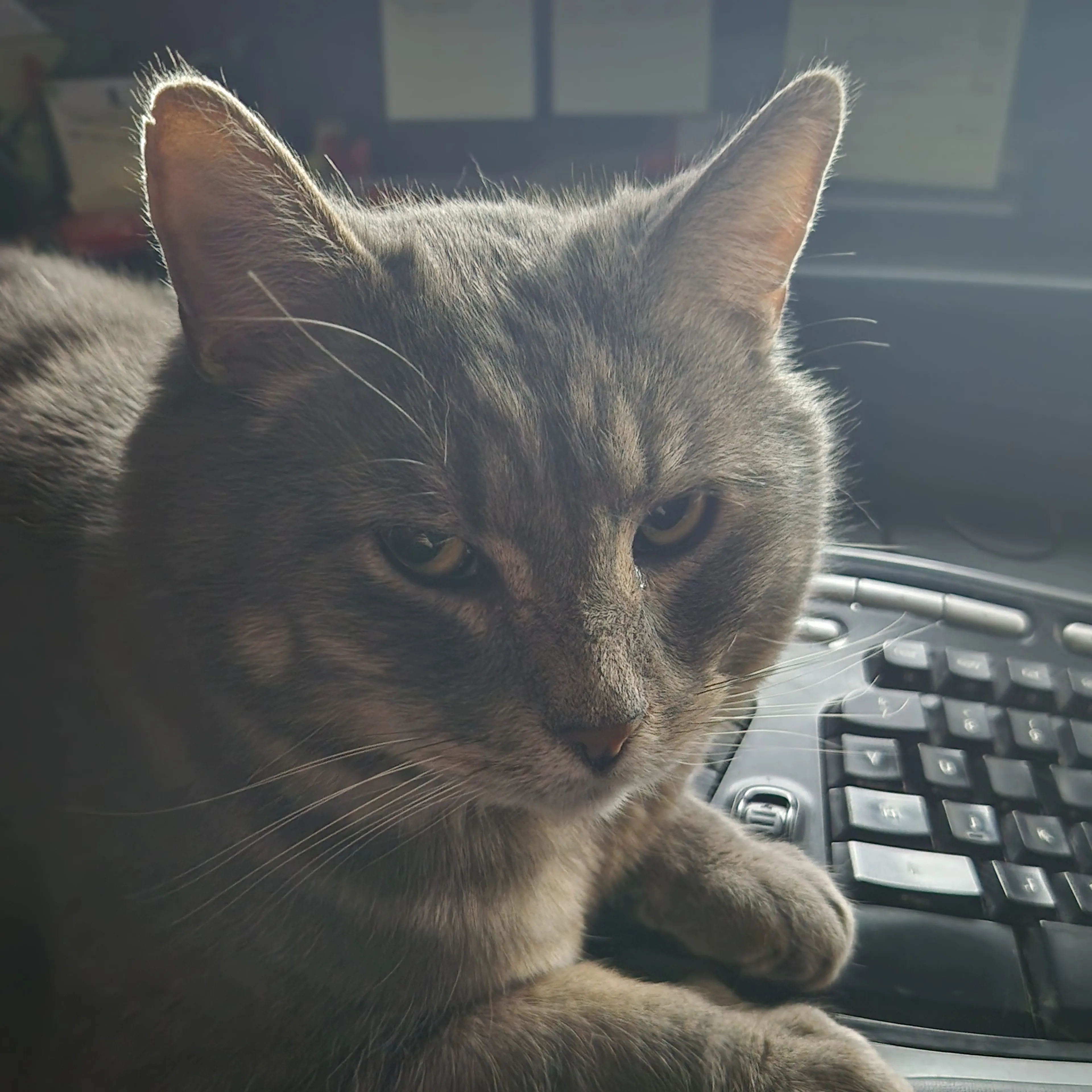 Lost pet-2
