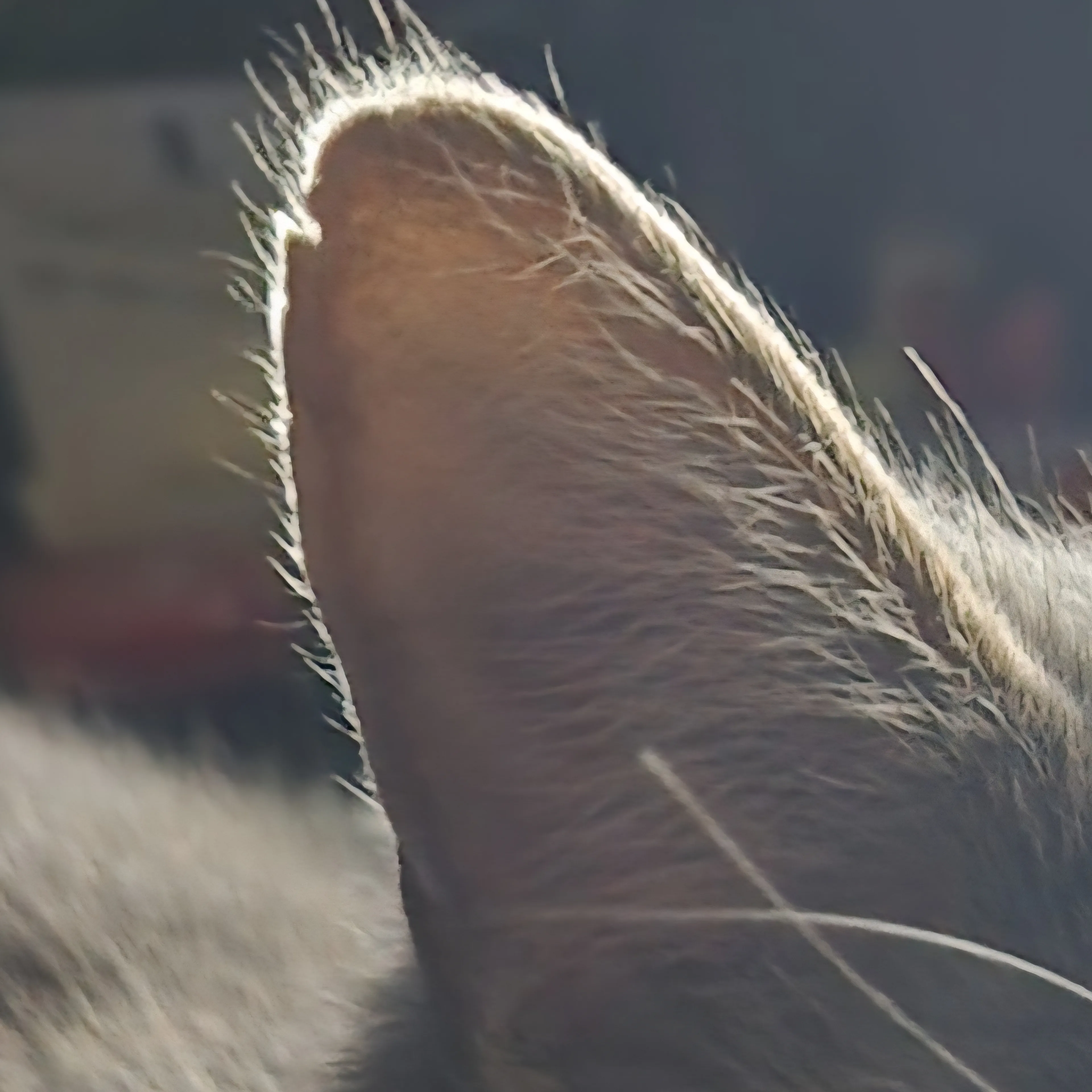 Lost pet-3