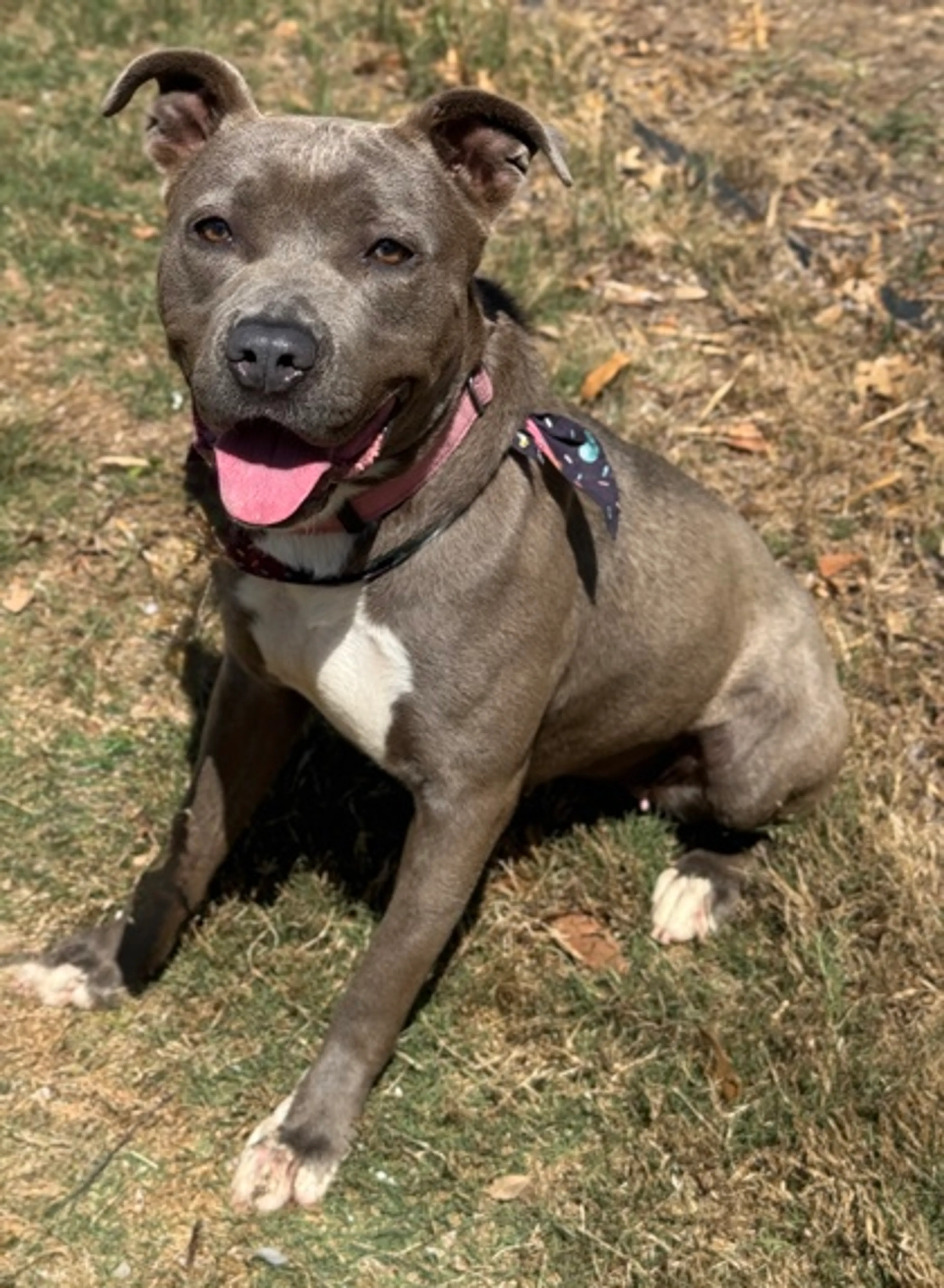 Found pet-1