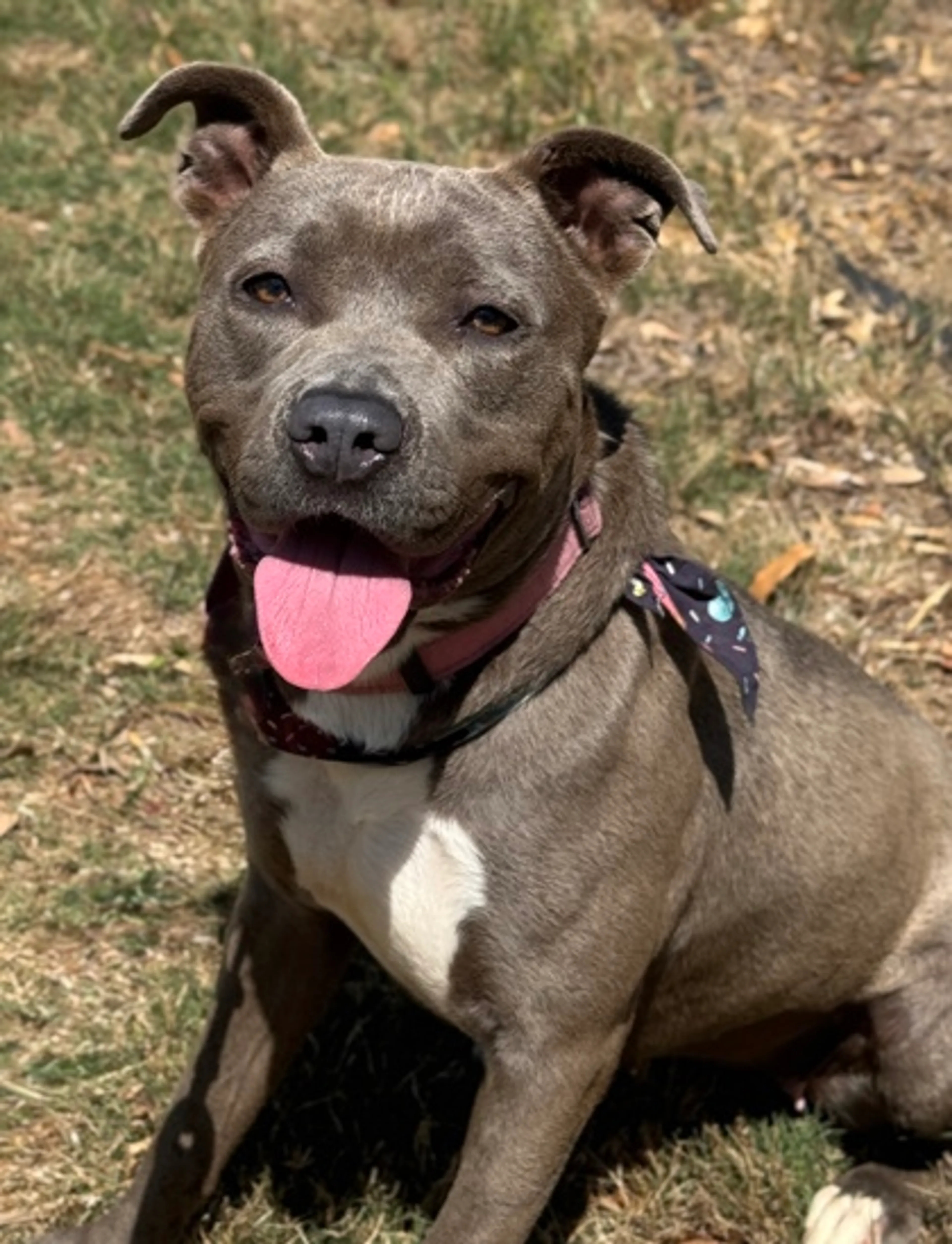 Found pet-2